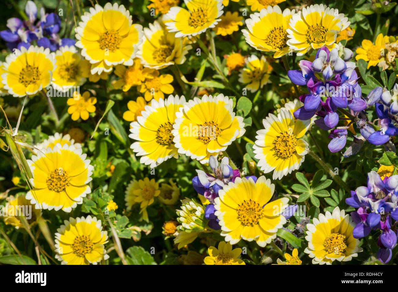 Floraison de fleurs sauvages à Mori Point, côte de l'océan Pacifique, Pacifica, Californie Banque D'Images