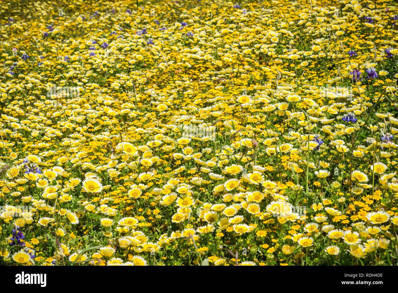 Domaine de fleurs sauvages à Mori Point, côte de l'océan Pacifique, Pacifica, Californie Banque D'Images