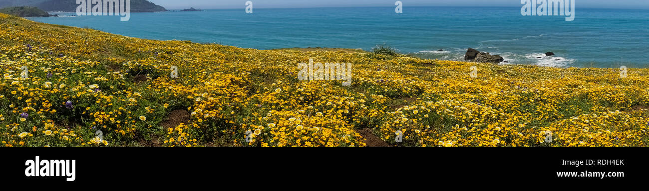 Vue panoramique de l'Superbloom Point à Mori, Pacifica, baie de San Francisco, Californie Banque D'Images