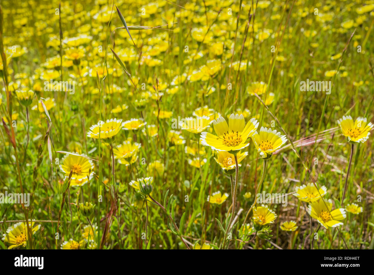Layia platyglossa wildflowers (communément appelé le tidytips côtière) sur terrain, en Californie Banque D'Images