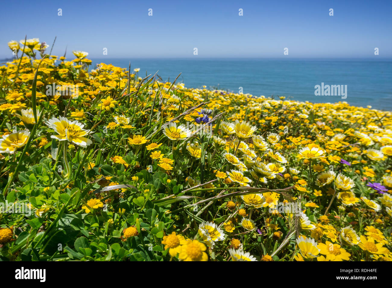 Layia platyglossa wildflowers communément appelé tidytips côtières, blooming sur la côte de l'océan Pacifique, Mori Point, Pacifica, Californie Banque D'Images