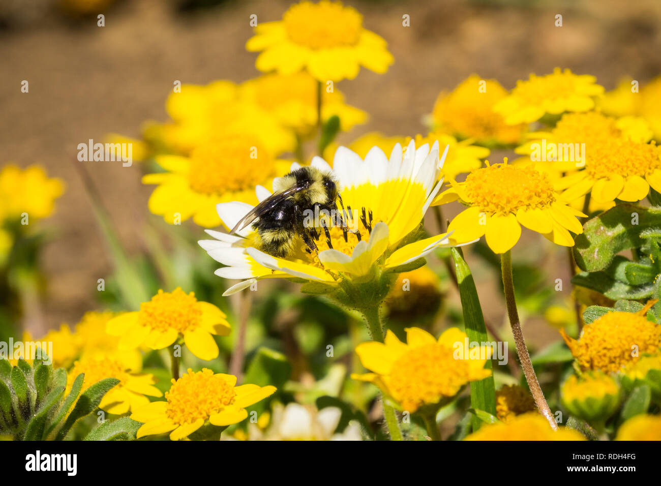 Tidytips côtières de bourdons pollinisent les fleurs sauvages (Layia platyglossa), Mori Point, Pacifica, Californie Banque D'Images