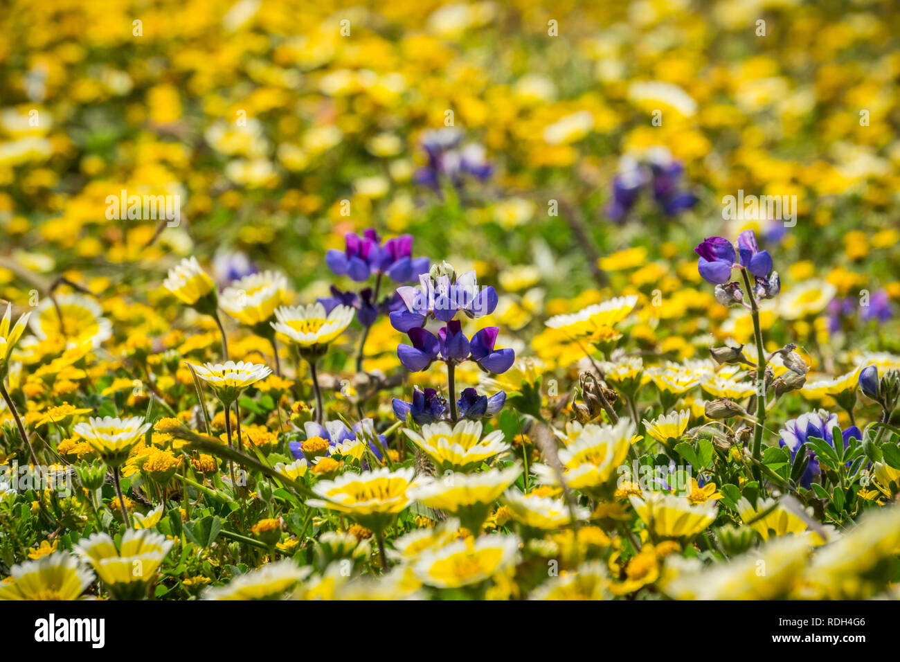 Amonf tidytips en fleurs fleurs sauvages Lupin et goldfields sur la côte de l'océan Pacifique, Mori Point, Pacifica, Californie Banque D'Images