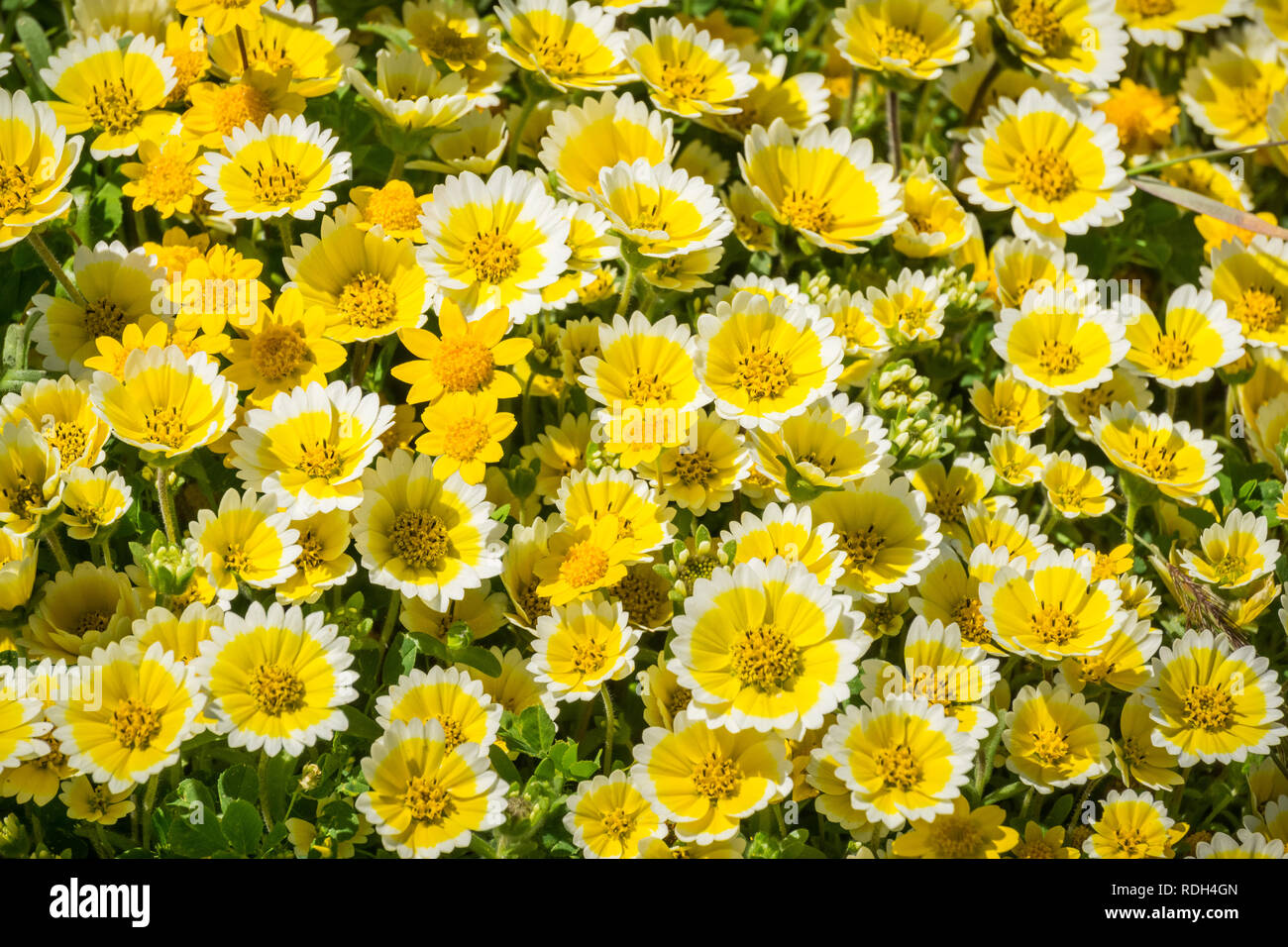 Layia platyglossa wildflowers communément appelé tidytips côtières, blooming sur la côte de l'océan Pacifique, Mori Point, Pacifica, Californie Banque D'Images