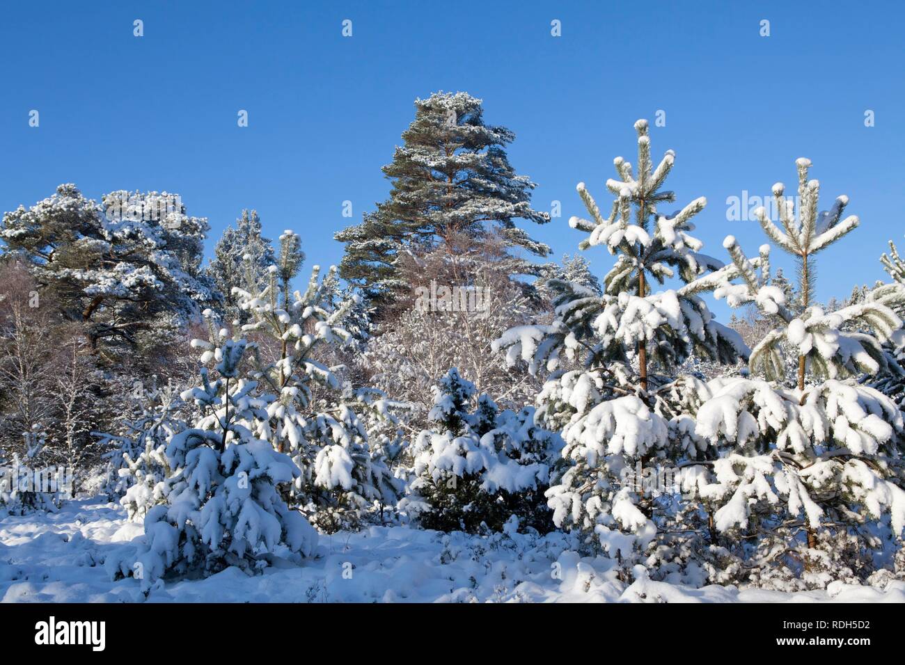 Snowy Lueneburg Heath près de Amelinghausen, Basse-Saxe Banque D'Images