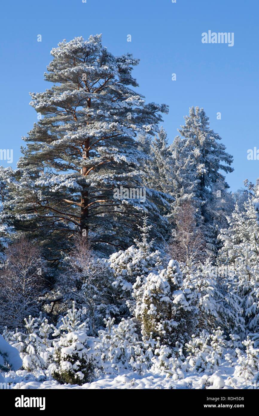 Snowy Lueneburg Heath près de Amelinghausen, Basse-Saxe Banque D'Images