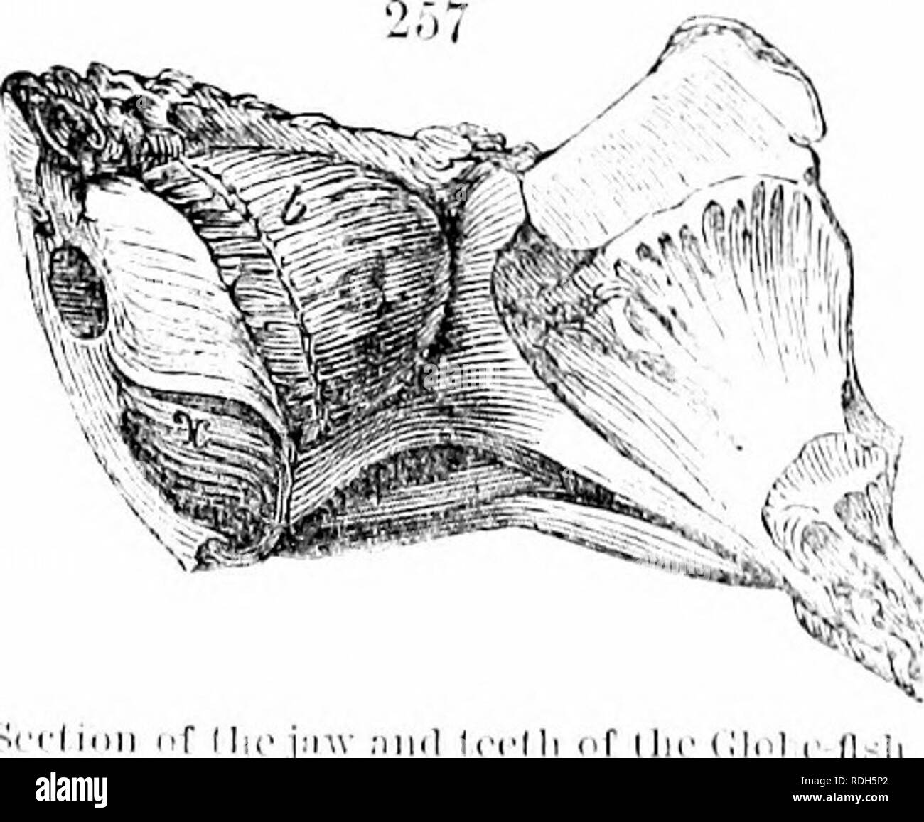 . Sur l'anatomie des vertébrés. L'anatomie comparée des vertébrés ;, ; 1866. ii]iC'vant lii]£ir. t(.'Otli. j-v Botcli^ sur chaque côté du grand lobe moyen (boops). Dans la li)j'niidable jiikc (SCA-S])/i&gt ;/ra'ria Barracuda) la couronne de chaque dent, grandes et petites, est produit en un comprimé et sharp 2.5,3 point, et ressemble à une lancette. Parfois, les bords de ces dents en forme de lancette sont finement dentelées, comme dans Priodon, et les grands requins du genre, Curcharias les dents fossiles de l'espèce (Carch. 3[i'r/alodon) soixante ou soixante-dix pieds de longueur. La forme est très haut lancetted Banque D'Images