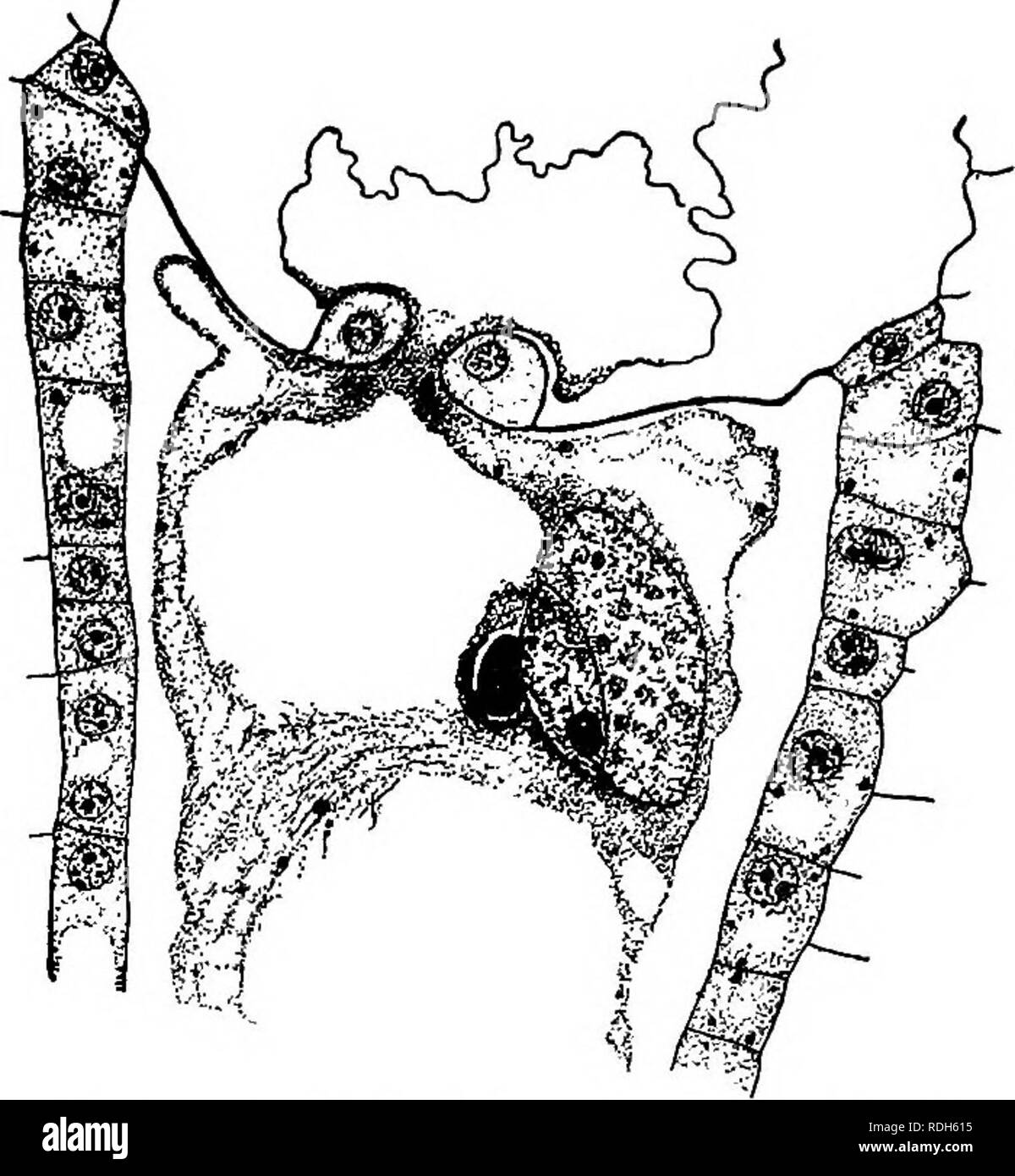 . Morphologie des gymnospermes. Les gymnospermes ; la morphologie des plantes. (CONIFERALES) 345 TAXACEAE Taxus Fortunei (124), et PhyUocladus (144) le fonctionnement de la cellule mâle, avec son investissement complet de cytoplasme, a été observé à entrer en contact avec l'oeuf^vs noyau (fig. 399, 400). Dans cette position, le cytoplasme mâle s'étend de son propre noyau et investit le noyau d'oeufs, et cet investissement est très évident dans le noyau en fusion, et peuvent persister dans Torreya taxifolia comme une gaine cytoplasmique distincte même sur les quatre noyaux libres à wall-formation. Cette gaine est reconnaissable à cause de sa Banque D'Images