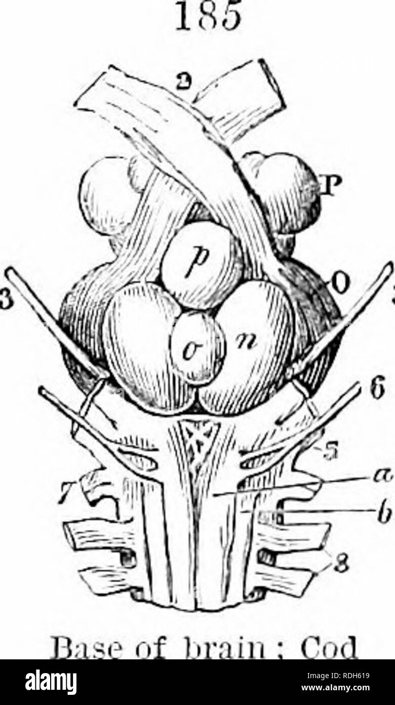 . Sur l'anatomie des vertébrés. L'anatomie comparée des vertébrés ;, ; 1866. Optique 184 Ileriin^des ventricules ; r. Veuillez noter que ces images sont extraites de la page numérisée des images qui peuvent avoir été retouchées numériquement pour plus de lisibilité - coloration et l'aspect de ces illustrations ne peut pas parfaitement ressembler à l'œuvre originale.. Owen, Richard, 1804-1892 ; l'Université de Cornell. College of Veterinary Medicine. Flower-Sprecher Bibliothèque vétérinaire. com. London, Longmans, Green Banque D'Images