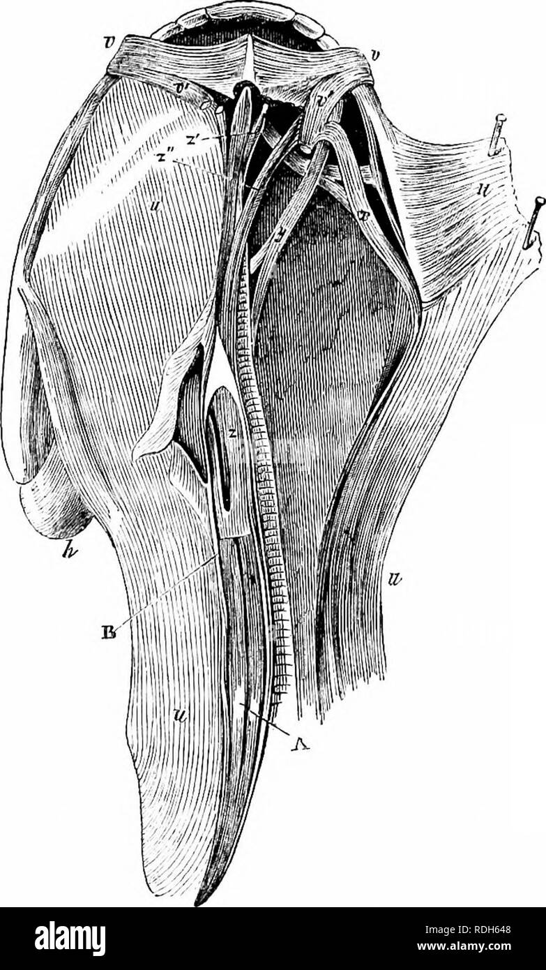 . Sur l'anatomie des vertébrés. L'anatomie comparée des vertébrés ;, ; 1866. Myologie de reptiles. Dilnilar^ 229 pièce jointe par capsule articulaire à la partie postérieure de la processus angulaire, protracts la mâchoire inférieure. Le entopteryfioideus, fig. 145, 000, est fixé en avant de l'os ptérygoïde, ib. 4, d'où ses fibres passer vers l'extérieur et l'arrière- ward à la surface intérieure de l'angle et suranffular, des éléments couverts par le ectopterygoideus. Il se rétracte et le divaricates pterygiiid palato-mâchoires, protracts et se rapproche de l'arrière j)arts de la rami mandibulaire. L'avant-parties de ces os whic Banque D'Images . Sur l'anatomie des vertébrés. L'anatomie comparée des vertébrés ;, ; 1866. Myologie de reptiles. Dilnilar^ 229 pièce jointe par capsule articulaire à la partie postérieure de la processus angulaire, protracts la mâchoire inférieure. Le entopteryfioideus, fig. 145, 000, est fixé en avant de l'os ptérygoïde, ib. 4, d'où ses fibres passer vers l'extérieur et l'arrière- ward à la surface intérieure de l'angle et suranffular, des éléments couverts par le ectopterygoideus. Il se rétracte et le divaricates pterygiiid palato-mâchoires, protracts et se rapproche de l'arrière j)arts de la rami mandibulaire. L'avant-parties de ces os whic Banque D'Images