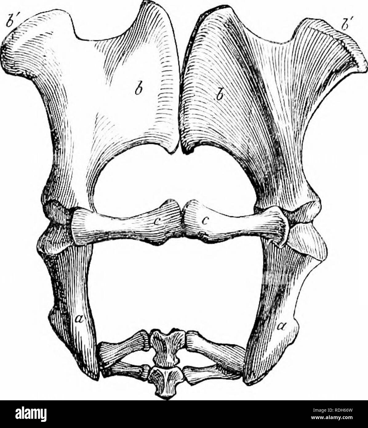 Sur l'anatomie des vertébrés. L'anatomie comparée des vertébrés ;, ; 1866.  AMATOMY DE VERTÉBRÉS. 185^ dans le plus large bassin foetal humain est le  moins slenderest et dans celui de la