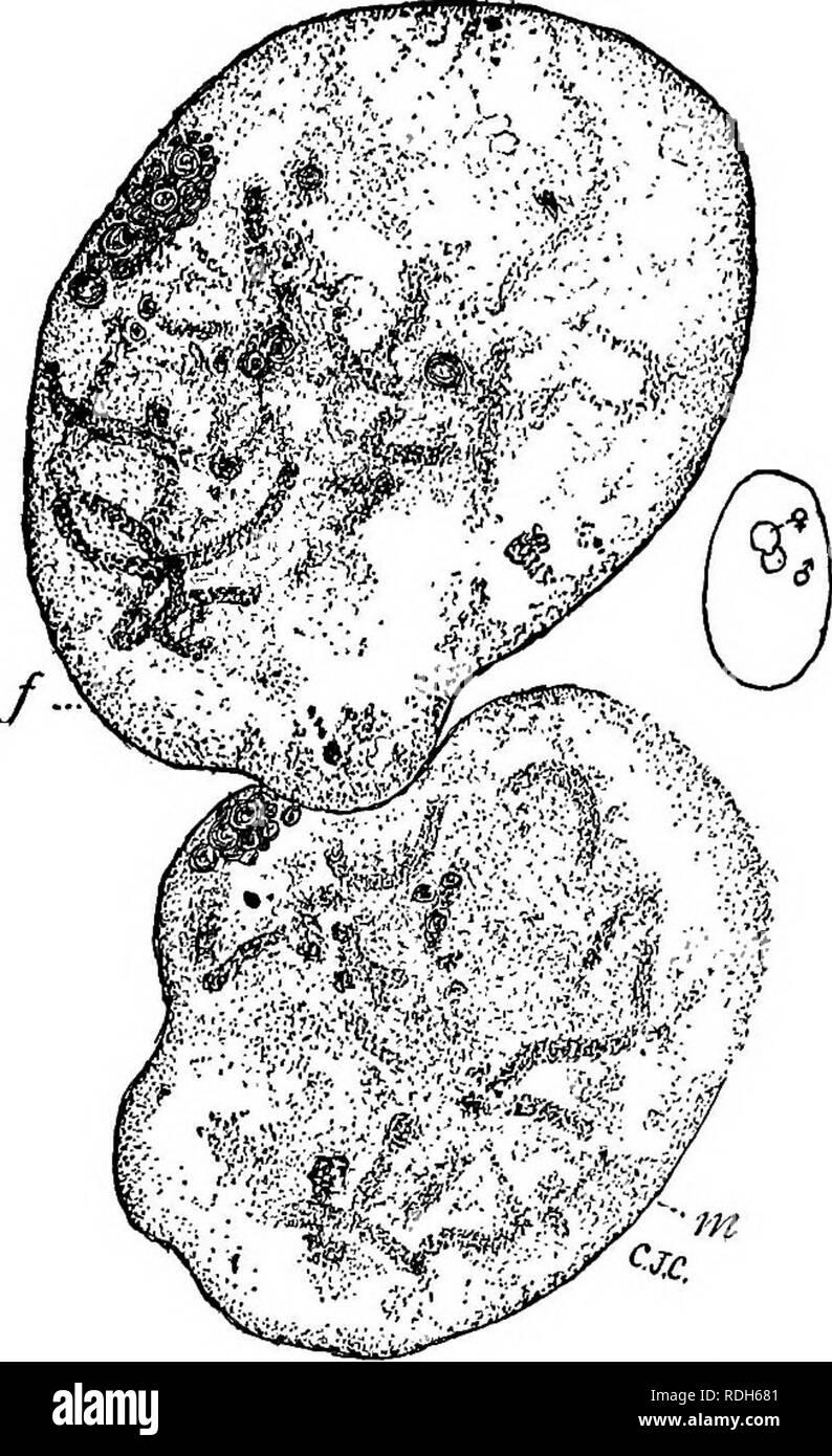 . Morphologie des gymnospermes. Les gymnospermes ; la morphologie des plantes. CONIFERALES (Pinaceae) 267 changements de maturation (51, 126). Un cas similaire a été signalé pour le Ginkgo par Tkeno. Un tel noyau semble être prêt pour fertiliza- tion. Dans l'Abies balsamea (79a) le noyau canal ventral agrandit habituellement quelque peu et persiste jusqu'à la fécondation. Il y a également des cas où le mur séparant un tel noyau ventral de l'oeuf a été observé à disparaître, laissant deux noyaux simi- lar libre dans le cyto- le matériel génétique de l'oeuf (51) ; et cette égalité de noyaux ont été observés en contact (fig. 298), comme si la fusion' (2 Banque D'Images