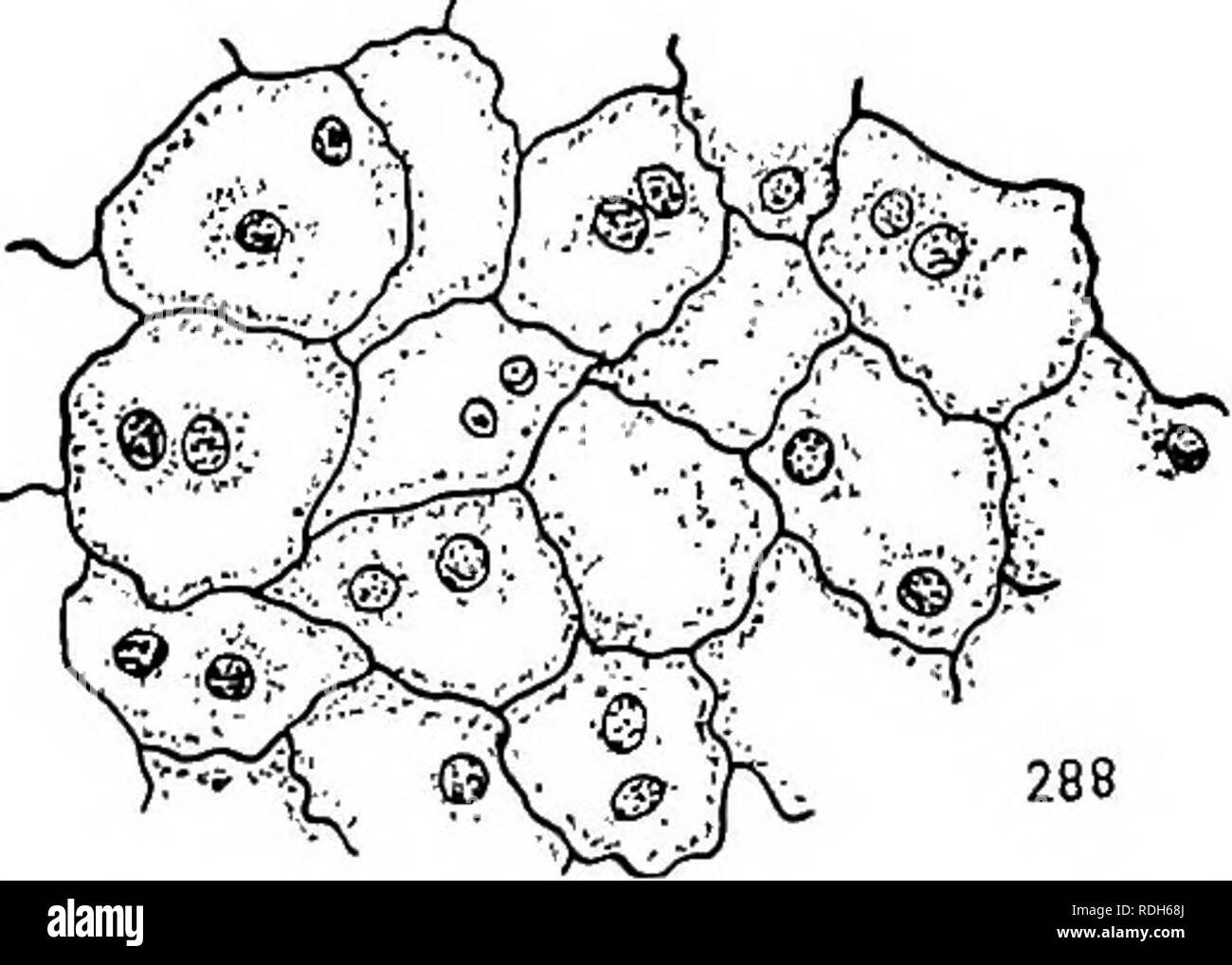 . Morphologie des gymnospermes. Les gymnospermes ; la morphologie des plantes. 286 287. Fig. 285-288.-Cryptomeria japonica : développement de l'albumen ; fig. 285, section longitudinale de la partie supérieure de l'état et de l'endosperme multinucléées montrant aussi que les murs sont incomplets ; 26 mai 1902 ; X23S ; fig. 286, de la télophase de la mitose qui est d'entraîner la formation d'une cellule binucléée, comme ceux indiqués dans la fig. 288 ; 29 mai 1903 ; XijOoo ; fig. 287, une étape ultérieure de la même la mitose, les deux noyaux filles On entoura complètement par le kinoplasmic ; X 1 000 fibrilles ; fig. 288, partie de l'endosperme a bientôt Banque D'Images