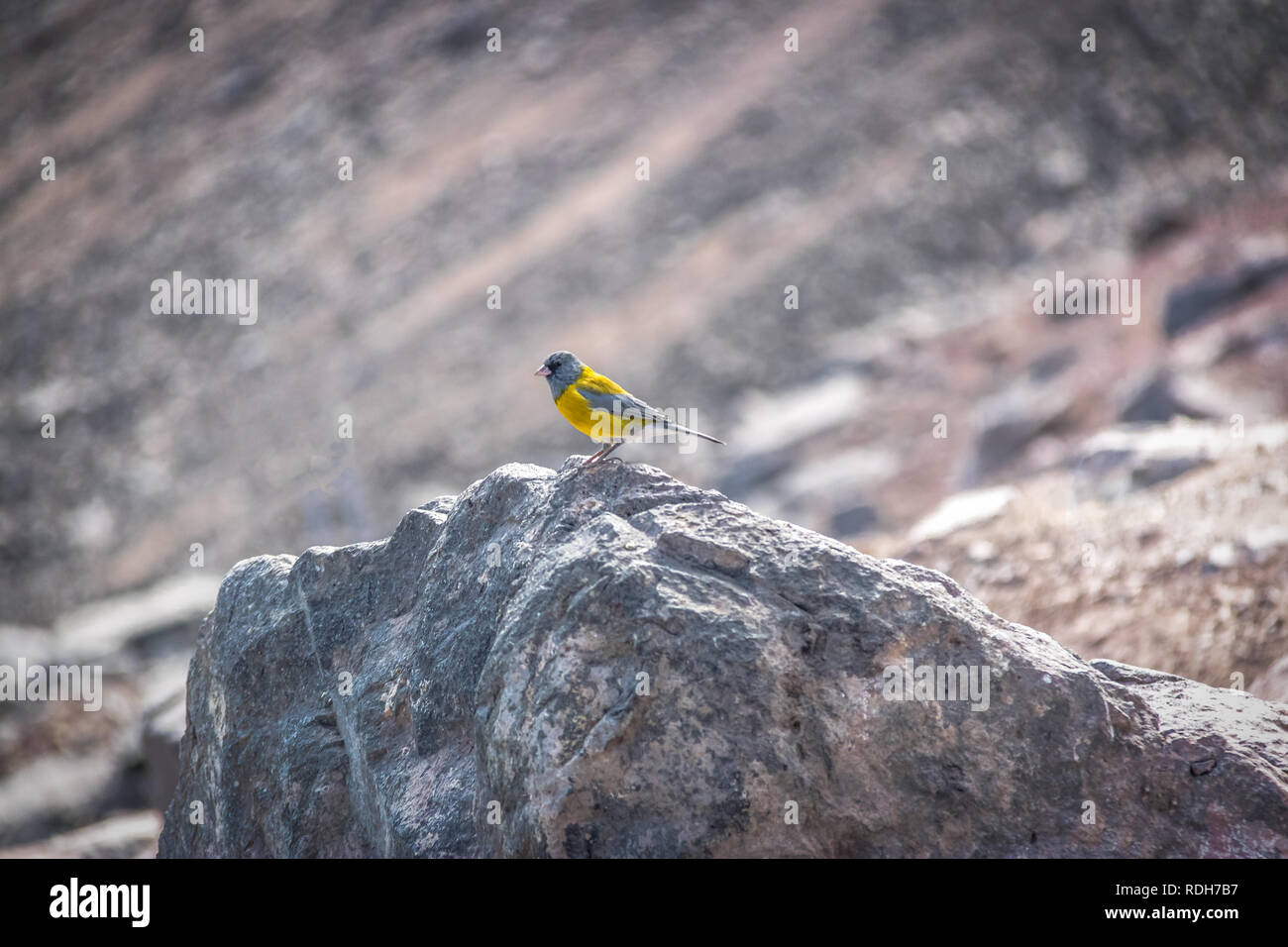 Oiseau en Embalse el Yeso barrage au cajón del Maipo - Chili Banque D'Images