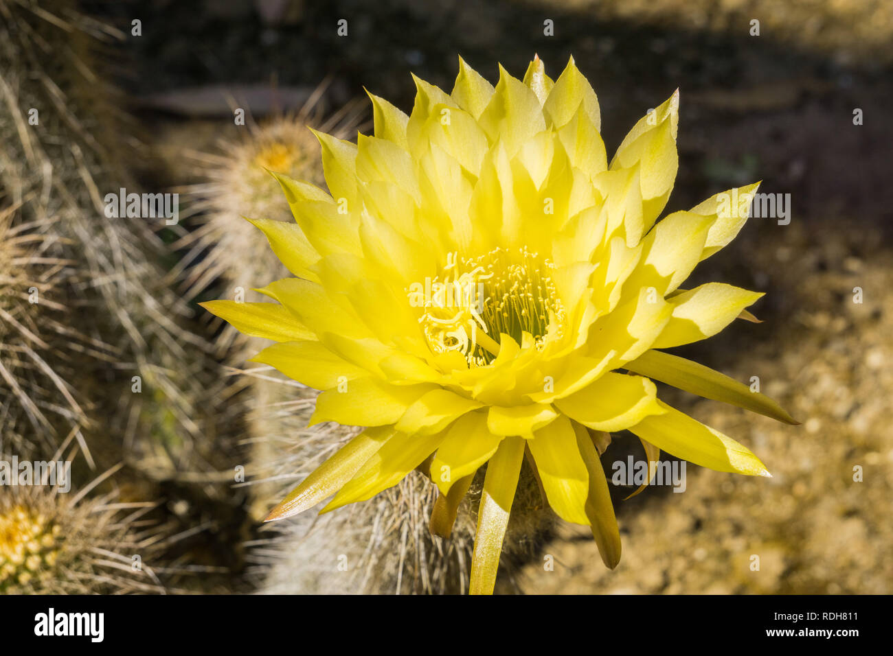 Close up of Echinocereus grande fleur jaune, en Californie Banque D'Images