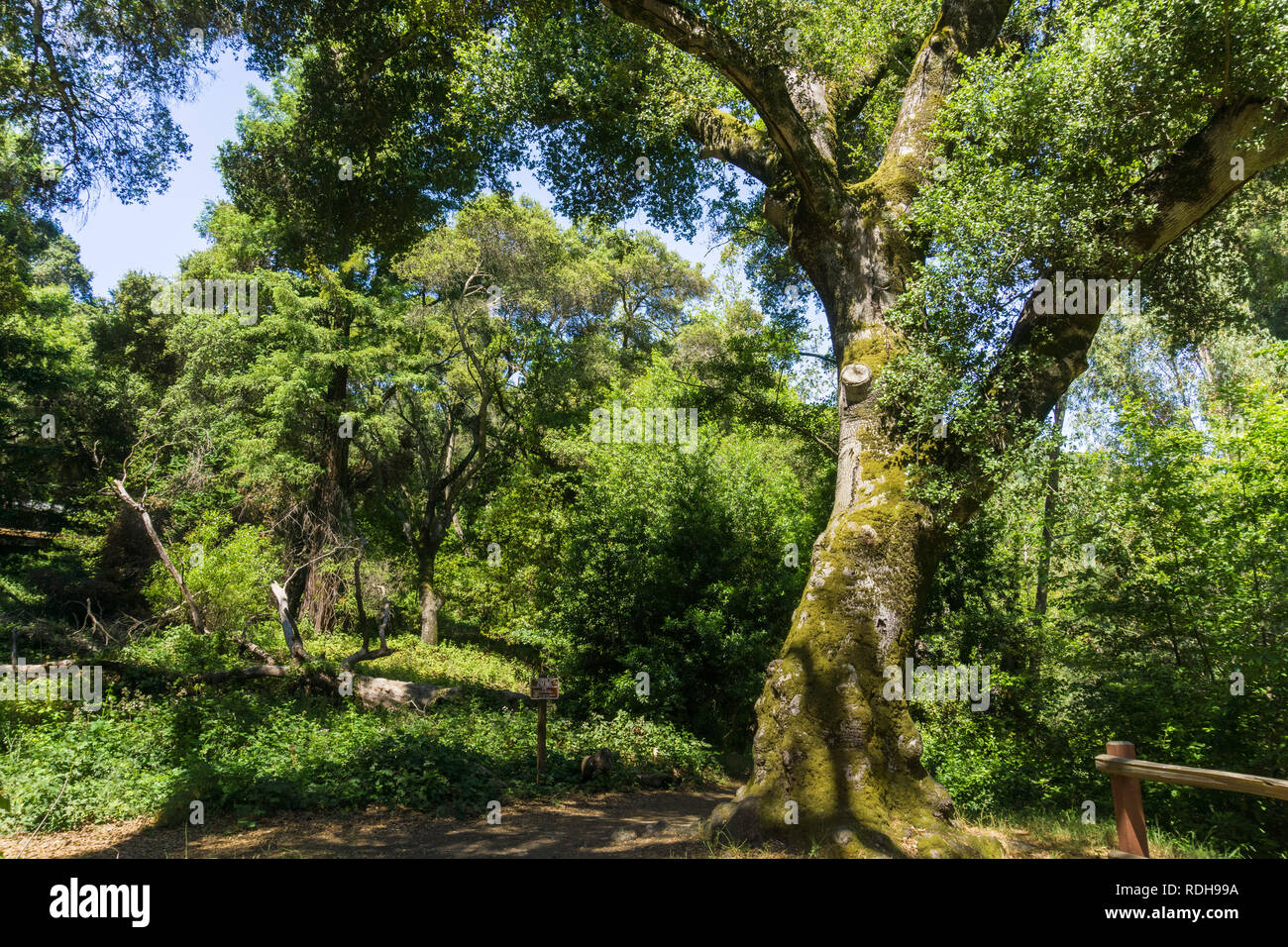 Grand Live Oak tree, Californie Banque D'Images