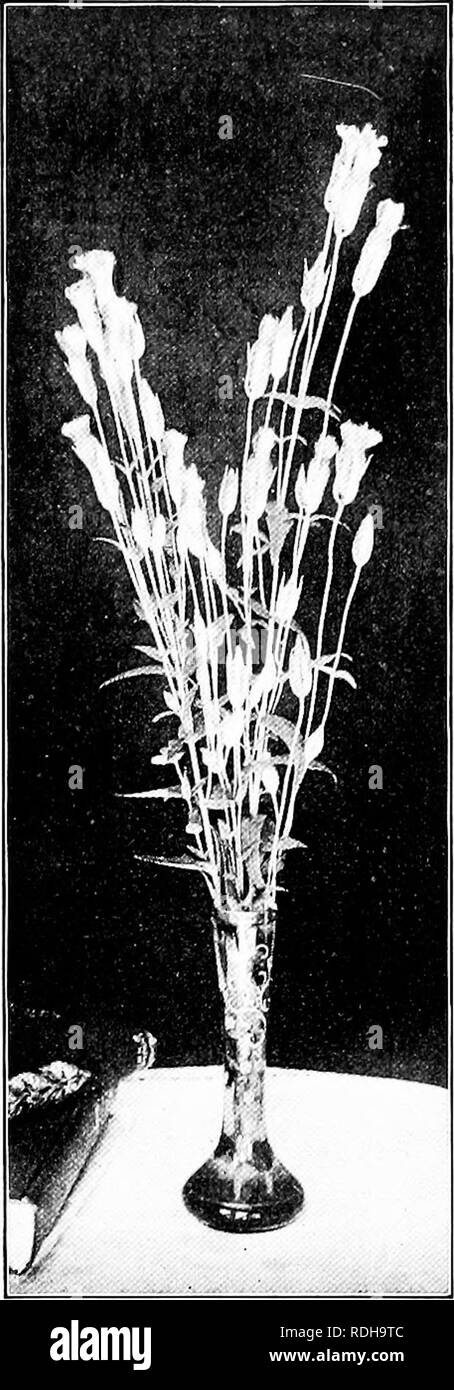 . L'étude de la nature et de la vie. L'étude de la nature. io6 L'ÉTUDE DE LA NATURE ET DE LA VIE le savent, et pour d'autres sections des enseignants, à certaines de leurs réunions locales, doit nommer un comité pour convenir d'une liste. Il a été pensé par les enseignants d'une longue expérience que, être le accjuaintance- occasionnels d'un bon nombre de plus, il ne sera pas trop pour en savoir un peu plus pleinement douze plants par an, le regroupement, le dessin et l'écrit les leçons à leur sujet. Les enfants doivent être adressées à faible- leur croissance, d'apprendre de leurs habitats, faire des collections de leurs semences, et être capable de dire à l'usine par une feuille, fleur, Banque D'Images