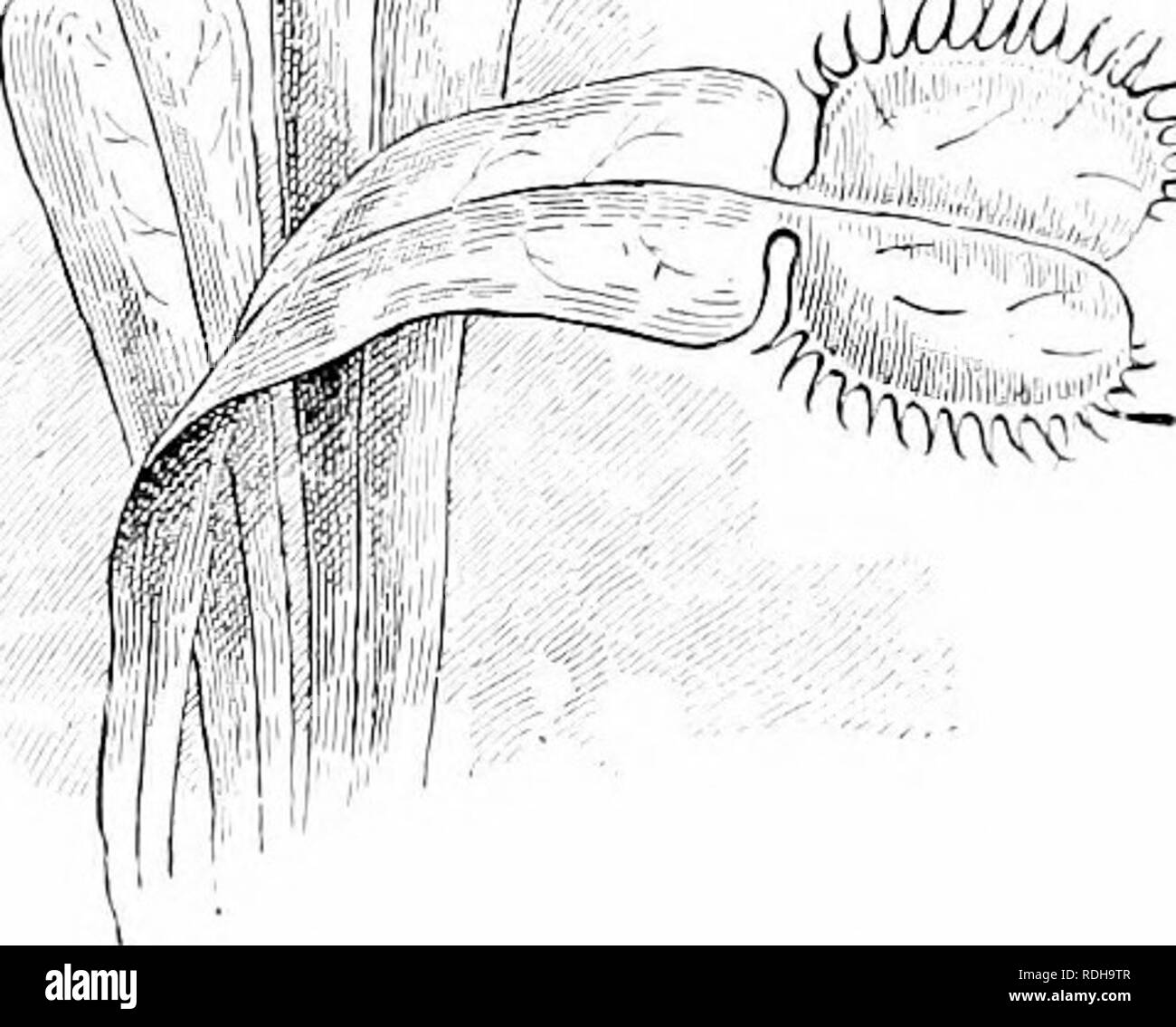 . Des études de l'usine ; une école primaire la botanique. La botanique. (3)'DiniKi ii.-Tins est l'un des plus célèbres et re- marquables de tiy-catcliino- végétaux (voir Fig. 157). Il s'agit d'fdund uniquement dans les marais près de Wilmington, Caroline du Nord. Xortli Le limbe est constrnctod comme un piège d'acier, les deux moitiés ensemble, et l'accrochage des soies marginales comme entrelacées et les dents d'un piège (voir Fig. 158). Quelques poils sensibles, comme les palpeurs, sont développées sur la surface des feuilles, et qu'un de ces est touché par un petit avion ou passez- ing insecte, le piège s'enclenche en position de fermeture et l'in- secte est pris. Digestidu qu'après le tr Banque D'Images