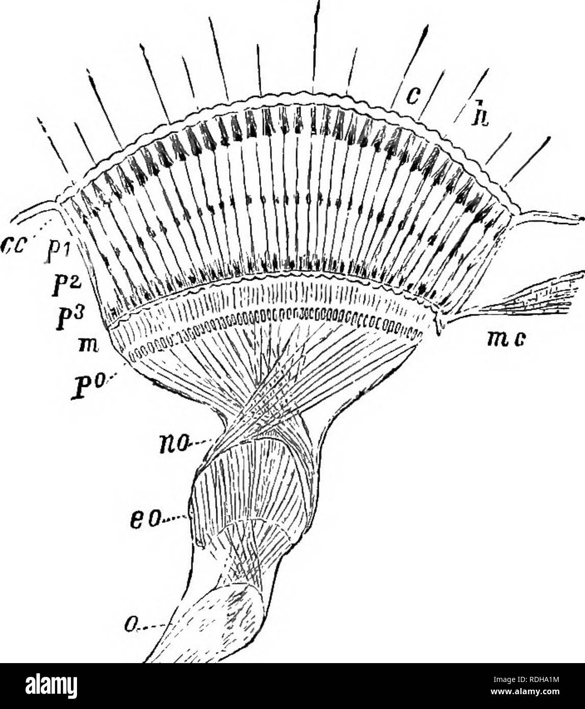 . Le guide de l'apiculteur ; ou, Manuel du rucher. Les abeilles. 74 THB bhb-kbephr's guide ; sont les ocelles. Mais il y a rarement deux ocelles, et très rarement, sauf un. Les yeux simples (Fig. i,f//) sont circulaires, et posséder une cornée, cristallin ou de cône, et de la rétine, qui reçoit le nerf de la vue. Des expériences de Réaumur et Swammerdam, qui consistait à couvrir les yeux avec vernis, ils con- FiG. 22.. O..-0W.âFrom Beciion Longitudinal Eye, f'owan. c Facet. h les cheveux. (Â Â (lentilles, pip2pi tiges. m membrane basilaire. u nerf optique. échappé à cette vision avec ces yeux simples est très vague, bien que Banque D'Images