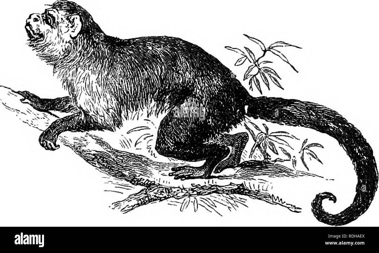 . Errances en Amérique du Sud, le nord-ouest des États-Unis, et aux Antilles, dans les années 1812, 1816, 1820, &AMP ; 1824. Avec des instructions d'origine pour la parfaite conservation des oiseaux, etc., pour les armoires de l'histoire naturelle. La taxidermie ; Zoologie. 436 NOTES EXPLICATIVES INDEX. Un autre avait la faculté de l'éclairage plutôt dangereux lucifer-allumettes, et frapper leur parler avec ses mains tout en feu. Rien ne lui plaisait tant comme une torche enflammée "," comme il a ouvert plus férocement qu'un simple match, et est restée allumée plus longtemps. Les côtés et l'arrière de sa cage étaient couverts de Banque D'Images