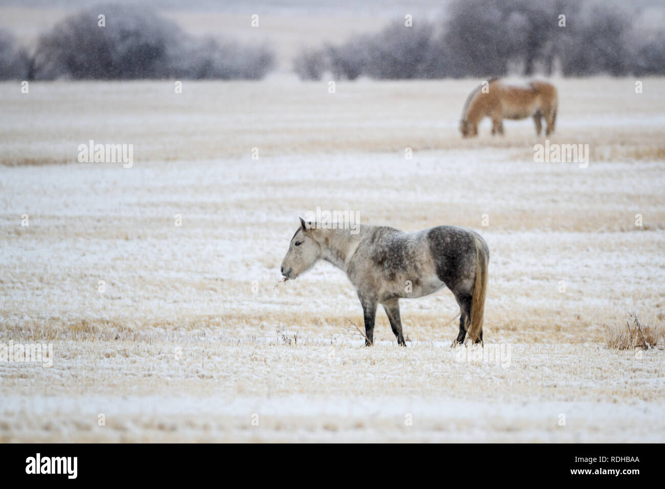 Vue latérale des deux beaux chevaux au pâturage dans le grain récolté comme champ de neige tombe sur nuageux, froide journée d'hiver dans les régions rurales de l'Alberta, Canada. Banque D'Images
