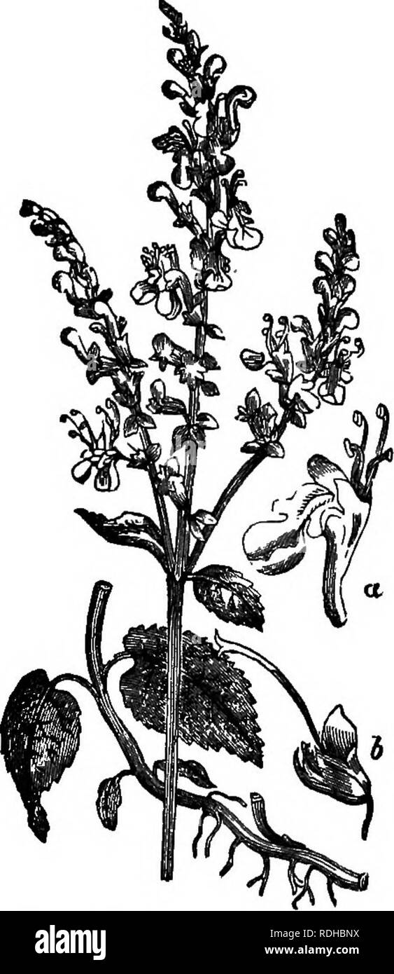 . La botanique pour les académies et collèges : composé de développement de la plante et la structure d'algues de clématites. Botanique ; 1889. BOTANT ACADÉMIQUES 114. La famille (Fig. 162). Ce caractère invariable donne le nom cru- ciferx beareiB à Croix-de-l'ordre. 247. Type papilionacée fleurs sont appelées ainsi parce qu'elles ressemblent à un mais- terfly (L. papilio). Ils le CCRVSI- terize les principales divisions de la famille des pois (Fig. 163). Autres resem- blances, cependant, donner les parties de la corolle leurs noms botaniques. Le grand pétale supérieur (c) est le Vex- illum (L., baimer standard) ; les deux pétales latéraux, à côté de cela, sont les A Banque D'Images