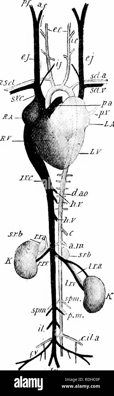 . Un manuel de zoologie élémentaire . Zoologie. 45Â° MANUEL DES ÉCOLES PRIMAIRES / OOLOGY., découlant de la sous-clavière gauche de l'arc aortique, (4) l'cceliac, qui découle de l'aorte dorsale peu derrière le diaphragme et se divise en l'insuffisance hépatique et l'lienogastric, (5) la partie antérieure, mésentérique peu derrière le cceliac, (6) les artères rénales, (7) les artères génitales, (8) le petit message postérieur, entériques (9) les artères iliaques primitives ; ces dernières surviennent juste avant la ceinture de hanche et pratiquement fin l'aorte dorsale, qui après eux est diminué à l'artère caudale. RScl. Fig. 32S.- âThe Banque D'Images