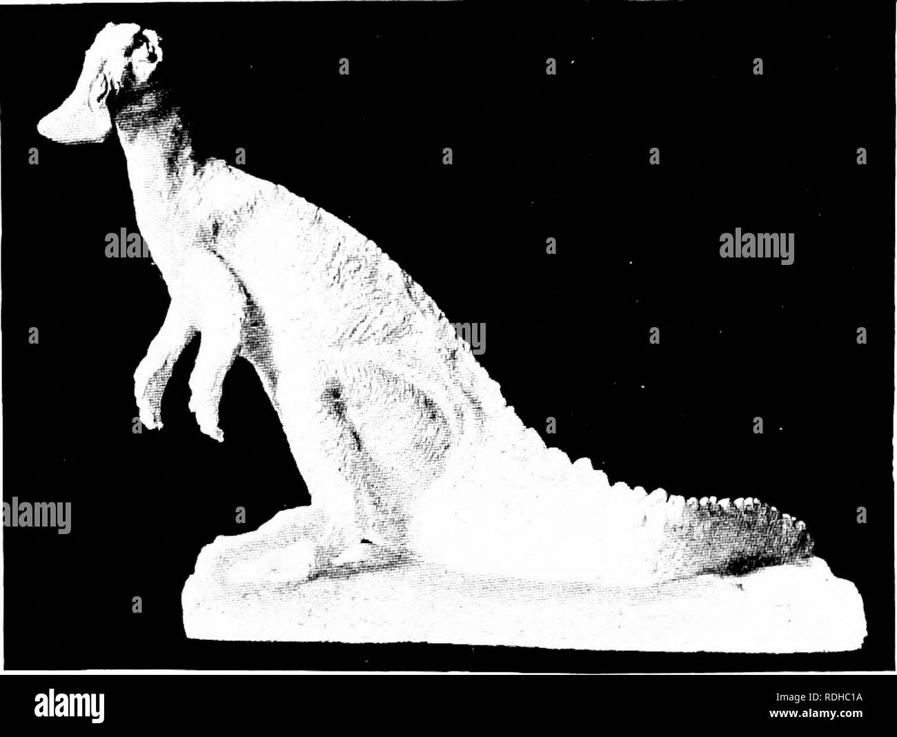 . Éléments de zoologie, d'accompagner l'étude de terrain et de laboratoire d'animaux. Zoologie. Le lézard 361 corps et portant le fin collant en contact avec sa proie. Les protubérances et les rétractations de la langue ont lieu avec une merveilleuse rapidité (Fig. 338). Bien qu'au point de la taille de ces derniers temps, les lézards géologiquement sont négligeables, ceux de l'ancien temps étaient immenses. Ces. Fig. .3.39. Hadrosaurus. La reconstruction du modèle. Owijorn », Rept. Amor. Mus. Nat. Hist." ancien ou fossiles lézards étaient plus caractéristiques de la vie du milieu ou l'ère mésozoïque. Ils appartiennent à trois ma Banque D'Images