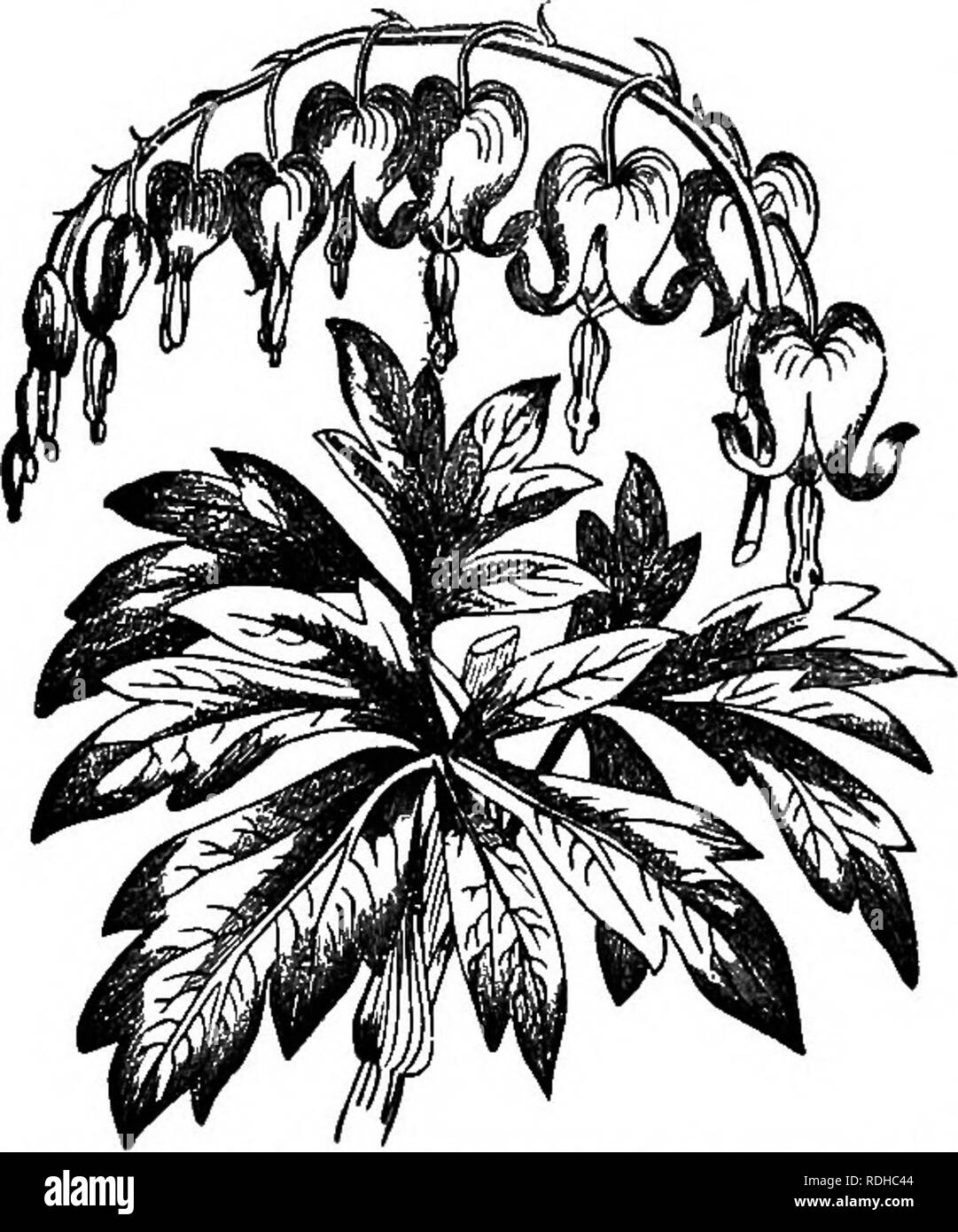 . La botanique pour les académies et collèges : composé de développement de la plante et la structure d'algues de clématites. Botanique ; 1889. 132) ; Truncate, carré, coupe aa si oflF ; Tulip Tree. 194. En feuille- les décisions. Les feuilles sont Ckft, Parted, divisé, lobées. Fig. 123.-Accmthus iTioaus^j ; feuilles et naturel représente. conventiun- bec-de-feuilles sont fortement réduit la moitié- way, ou plus qu'à mi-chemin, à travers la lame. Ils sont 2 (bifides-de-lièvre), Trifd, comme dans la fleur de la Passion (Fig. 155), Quinguefid, Multifid, etc., en fonction du nombre de parties dans lesquelles la feuille est coupée. Lorsque les partitions sont pennées, imitant un ordinaire Banque D'Images