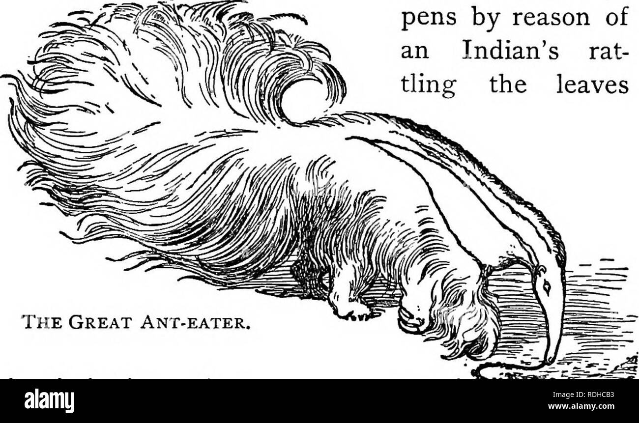 . Voisins sauvages : out-door des études aux États-Unis. Le comportement animal. AU SERVICE DE LA QUEUE 65 ant-eater est un énorme pinceau, qu'il est dit, se pencher sur son corps comme une umbrdla. Sa maison est dans la forêt amazonienne, où- tremen dous de pluie tombe ; et comme c'est son affaire à l'étranger dans la forêt, poussant son chemin à travers le sous-bois ping- égouttoir à toutes les heures, comme un parapluie, comme M. Wallace nous assure, est d'un grand service à lui, â l'exception lorsqu'il obtient pour lui causer des ennuis. En général, cela hap- stylos en raison de  Â"'v M^^^ ^^ »- rat d'Indiens . Mwiw^^ ().^, ti-v,n. '. u^ laisser Banque D'Images . Voisins sauvages : out-door des études aux États-Unis. Le comportement animal. AU SERVICE DE LA QUEUE 65 ant-eater est un énorme pinceau, qu'il est dit, se pencher sur son corps comme une umbrdla. Sa maison est dans la forêt amazonienne, où- tremen dous de pluie tombe ; et comme c'est son affaire à l'étranger dans la forêt, poussant son chemin à travers le sous-bois ping- égouttoir à toutes les heures, comme un parapluie, comme M. Wallace nous assure, est d'un grand service à lui, â l'exception lorsqu'il obtient pour lui causer des ennuis. En général, cela hap- stylos en raison de  Â"'v M^^^ ^^ »- rat d'Indiens . Mwiw^^ ().^, ti-v,n. '. u^ laisser Banque D'Images