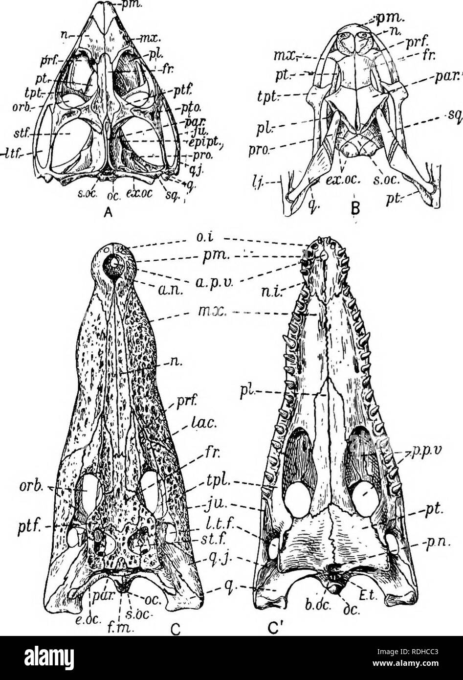 . Un manuel de zoologie élémentaire . Zoologie. Fig. 283.-Les crânes de reptiles. A, vue dorsale du crâne du tuatara (Spkenodon) ; J2, la même vue de la tête de la couleuvre {Tropidonotus natrix avec de petites portions de la mâchoire inférieure ; Cj dorsal et C, vue ventrale du crâne d'un crocodile. l.t.f.i fosse temporale latérale ; lac lacrymal, ; "*jr., maxillaire ; "., nasal ; ".*., dans l'encoche qui correspond à la quatrième dent de la mâchoire inférieure ; 0.1., ouverture dans laquelle s'inscrit la première dent de la mâchoire inférieure ; o.c.t Condyle occipital ; ord., l'orbite ;/."., pos- nares e résultats t',P-p.v,t vacuité palatine postérieure Banque D'Images