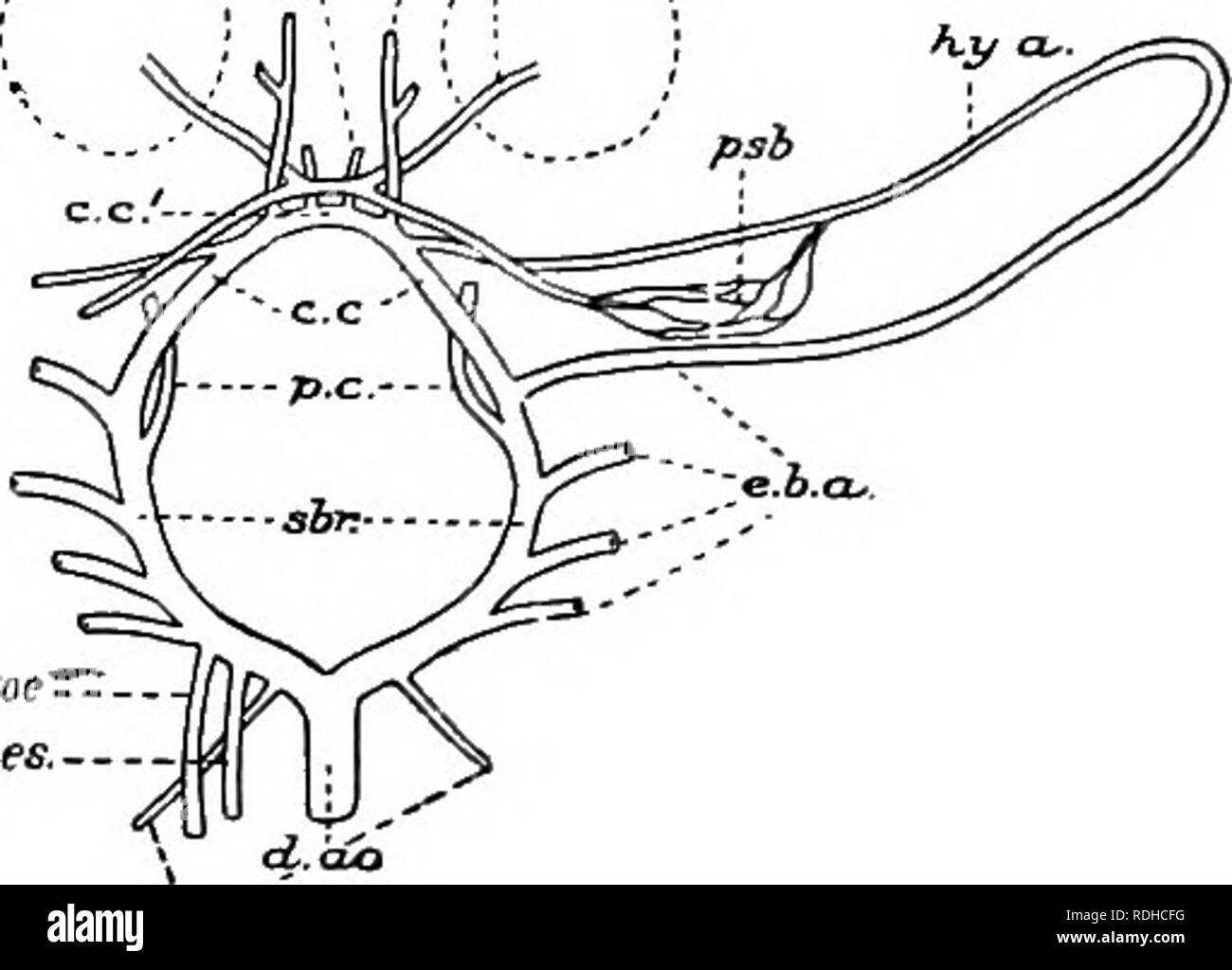 . Un manuel de zoologie élémentaire . Zoologie. Fig. 274.-Une semi-dia- grammatic vue ventrale du coeur et voisins bouring-sang les navires d'une morue. a./&gt ;.a., artères branchiales afférentes ; a.c.s., la face antérieure du sinus cardinal ; un. .Pavillon ; b.a., bulbe artériel ; d.C, canal Cuvieri ; p.c.s., sinus cardinale postérieure ; c., ventricule ; v.ao., aorte ventrale.. Fig. 275.-Une vue ventrale de la schématique du système artériel dorsal d'un cod. tunles., artère mésentérique antérieure ; cc, les artères carotides communes ; c.c'., anastomose entre l'externe dans les carotides qui complète le circulus cephalicus ; de l'Europe. cceliac, ; d.ao., Banque D'Images