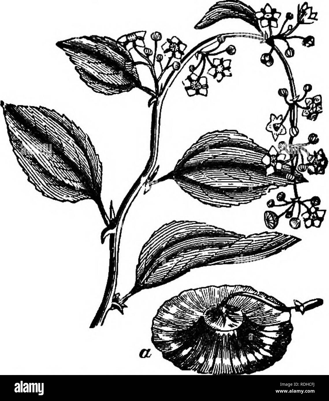 . La botanique pour les académies et collèges : composé de développement de la plante et la structure d'algues de clématites. Botanique ; 1889. 64 botanique universitaire. de qui est le fameux Lotus arbuste de la Lotophagi, ou Lotus, des innocents, des gens qui vivaient de luxe' sur la côte nord de l'Afrique (et les îles adjacentes), entre Tunis et Barca. Le jujubier Lotus- est très doux, et de la taille d'une prune. Homère nous dit, dans le 9e Livre de l'Odyssée, que le navire naufragé fatigué- compagnons d'Ulysse a trouvé le Lotus fruit si doux, les mangeurs de Lotus et Lotus--land si charmant, qu'ils étaient disposés à l'ONU- ret Banque D'Images