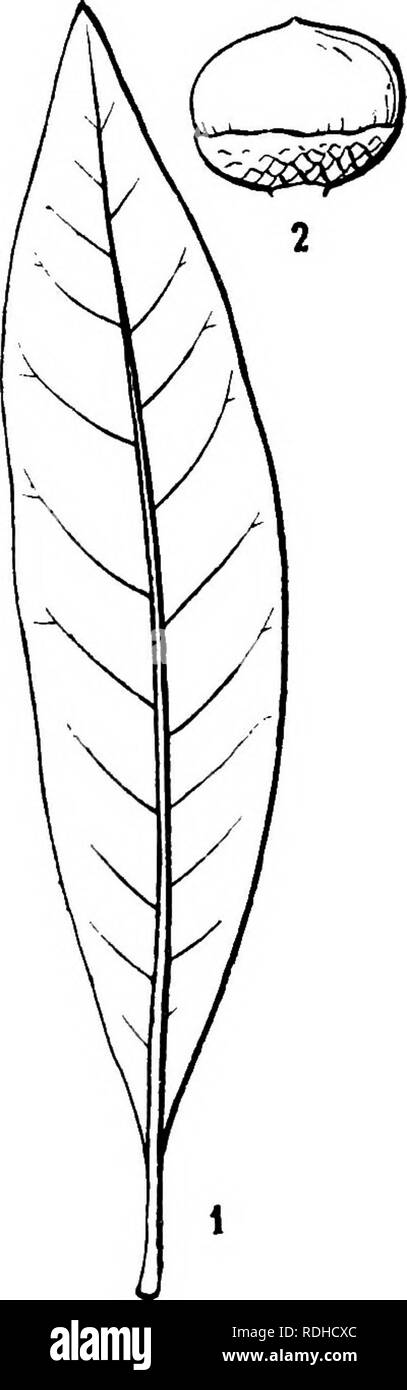 . Icones plantarum formosanarum non nec ad floram contributiones et formosanam ; ou, de l'Icones de Formosa, les plantes et les matériaux pour une flore de l'île, basé sur une étude de la collection de l'étude botanique du gouvernement de Formosa. La botanique. CUPUUCFEEJE. 181 utroque latere costss arcuatis 15 et 16 ±, chartacea, petiolis usque ad 3 cm. longis annonce caducissimis stipulis incrassatis bassin, 6 mm. longis lanceolatis. Spicse fructiferse speciminibus erectse dans nostris 10 cm. longse, ad nodos 3 flores-natim vel 4-natim sed gerentes ad abortu nodos fructus unum gerentes. Cupula 1 capuliformis Banque D'Images