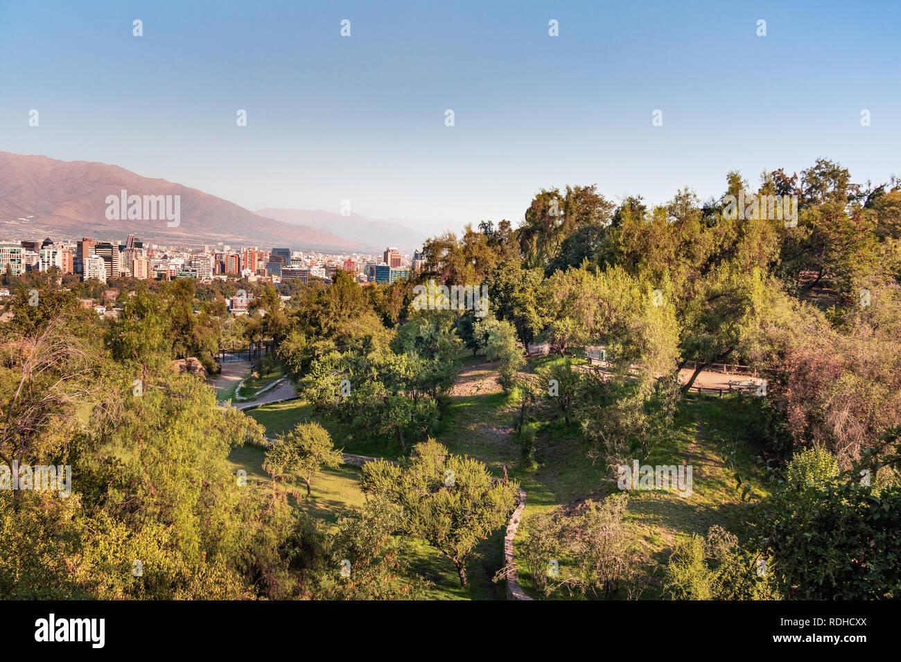 Mapumelu au Jardin Botanique Parc métropolitaine de Santiago - Santiago, Chili Banque D'Images