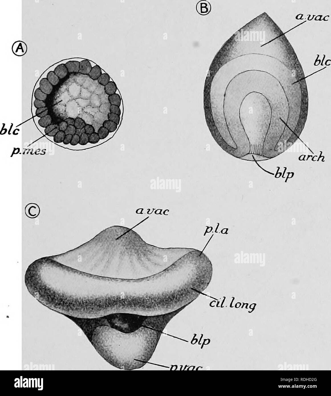 . Text-book de l'embryologie. L'embryologie. OPHIOTHEIX FEAGILIS 485 XVI ÉCHINODERMES Les méthodes de conservation et de coloration qui sont applicables à l'étude de l'Asterias sont également applicables dans le cas d'OpUothrix, et il sera donc inutile de les répéter ici. Un point intéressant, cependant, reste à être remarqué. Le développement normal des oeufs de Ophiothrix fragilis n'a été obtenue qu'un acc. •Pirac Fio. 373.-Premières étapes dans le développement de Ophiothrix fragilis. (OrigiBal.) A, début de blastula, sept heures d'âge. B, de la gastrula, vingt-et-une heures. C, larve, trente heures, vue Banque D'Images