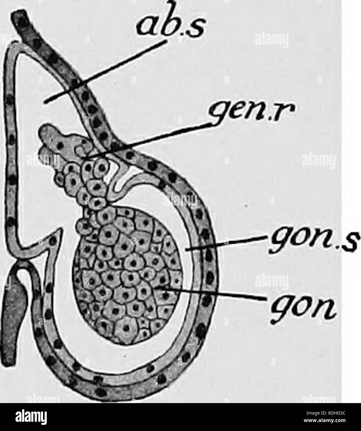 . Text-book de l'embryologie. L'embryologie. Fig. 371.-Trois chiffres pour illustrer le développement de l'appareil génital, les stolons, rachis et des gonades dans Asterina gibbosa. (Original.) A, section verticale du disque d'un spécimen qui vient d'métamorphosé. Sur disque '75 mm. de diamètre. B, section horizontale à travers l'un de l'inter-septa radiale d'un spécimen de 1 à 2 mm. L'ensemble du disque. C, Section à travers la gonade naissante d'un spécimen de 6 MVA. Dans l'ensemble du disque, ab.s, ; sinus aboral aici, axial ; sinus rf.o, orgue ; dorsale (jen.r, rachis génitaux ; gen.st, les stolons, gon, la gonade ; gon.s, g Banque D'Images