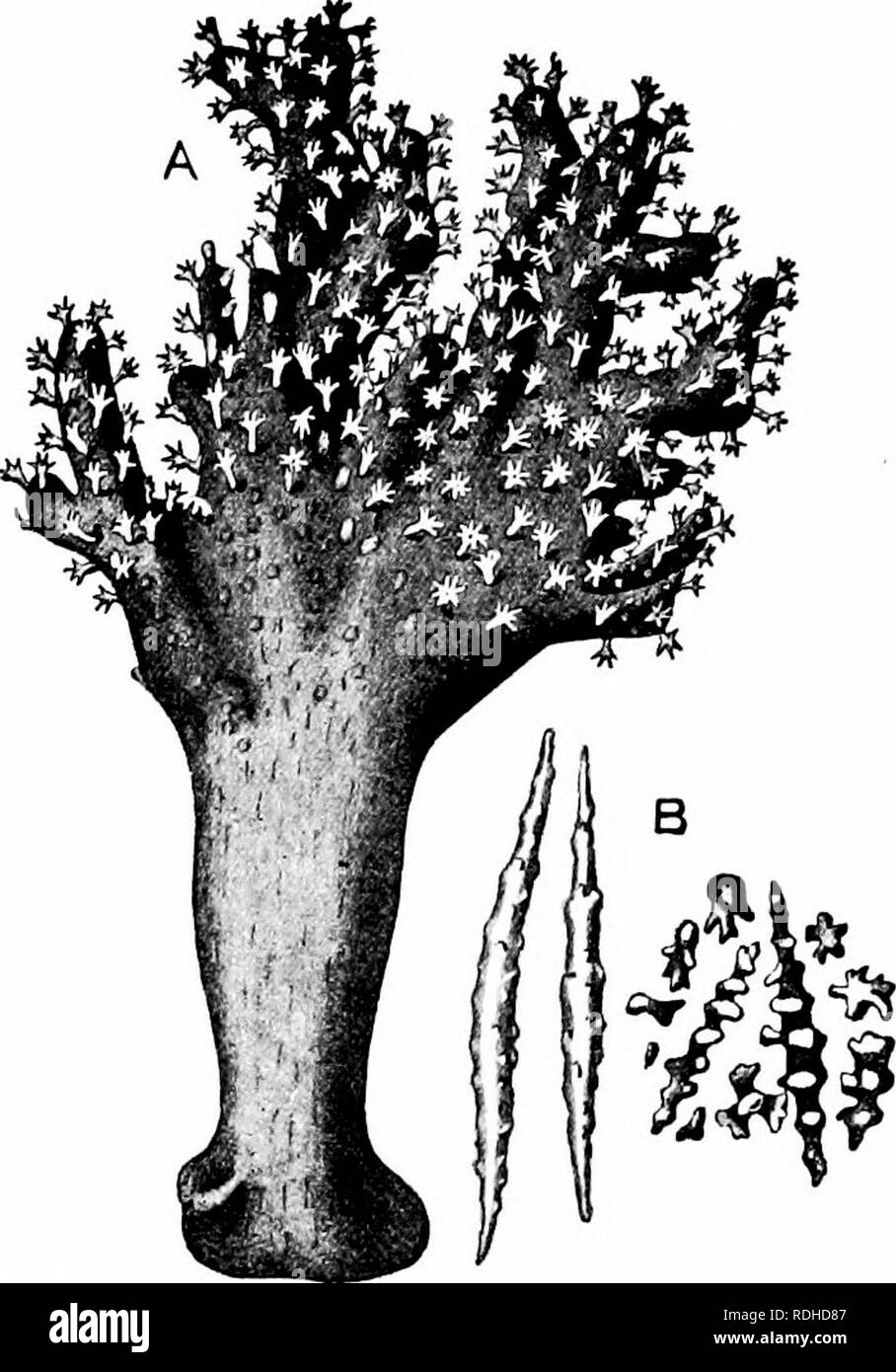 . Un manuel de zoologie. PHYLUM C&Lt ; ELENTERATA 119 Aucun des anémones de mer ont un squelette ; dans certains cas, cependant, il y a une épaisse cuticule, et plusieurs sortes joindre eux-mêmes dans un tube plus ou moins complète, qui peut être en grande partie formé de nématocystes. Dans certains Alcyo-. Fig. 58. - Alcyonium palmatum. Une colonie entière, grandeur nature ; B, spicules. Mer Méditerranée. (Après Cuvier.) naria, tels que le " dead men's fingers " {Alcyonium, fig. 58), le squelette se compose de minute, dispersés, les dépôts irréguliers de carbonate de chaux appelées spicules. Alcyonium carneum se produit au-dessous Banque D'Images