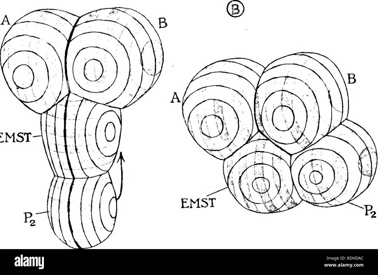 . Text-book de l'embryologie. L'embryologie. 450 determiniug INVEETEBRATA CHAP. dans la forme de l'embryon, Zur Strassen imagine que ces avions sont les sièges d'une sorte d'attraction qui a tendance à provoquer des avions similaires dans d'autres cellules pour définir eux-mêmes parallèle. De plus, il imagine que cette attraction peut croissent et décroissent avec l'état physiologique de la cellule, et par un point culminant de l'ingéniosité qu'il s'efforce de rendre compte de la ronde de la poutre du T, d'abord à la gauche- et puis dans la ligne médiane, par l'attraction successifs dont deux séries de coupes à angle droit par rapport à l'ea Banque D'Images . Text-book de l'embryologie. L'embryologie. 450 determiniug INVEETEBRATA CHAP. dans la forme de l'embryon, Zur Strassen imagine que ces avions sont les sièges d'une sorte d'attraction qui a tendance à provoquer des avions similaires dans d'autres cellules pour définir eux-mêmes parallèle. De plus, il imagine que cette attraction peut croissent et décroissent avec l'état physiologique de la cellule, et par un point culminant de l'ingéniosité qu'il s'efforce de rendre compte de la ronde de la poutre du T, d'abord à la gauche- et puis dans la ligne médiane, par l'attraction successifs dont deux séries de coupes à angle droit par rapport à l'ea Banque D'Images