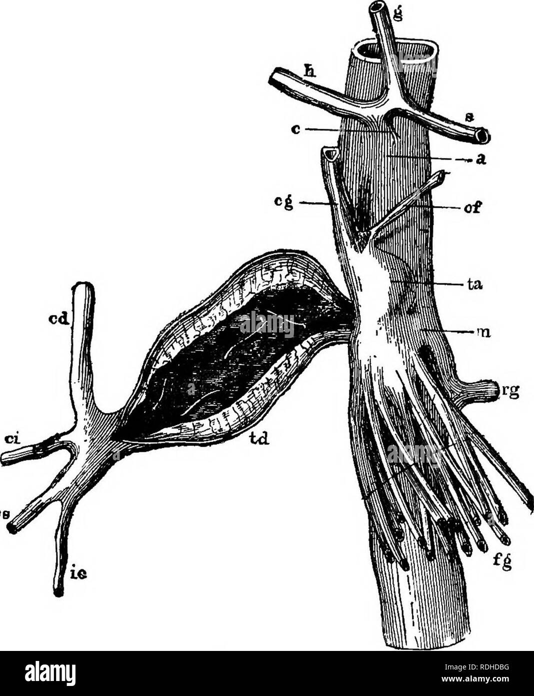 . Un texte-livre de zoologie agricole. Zoologie, économique. 64 STEONGYLID^ OU PALISSADE-WOEMS. mer est un- rosé ou beige ver, variant de 8 mm. à 16 mm. de long, le mâle étant plus petit que la femelle, et fourni avec une bourse excisée sur la surface ventrale, l. Fig. 21.-Vermicbotts d'anévrisme de l'artère mésentérique (grande taille naturelle J). RaiUiet. (Fi-om Neumann.) un, l'aorte ; c, cosliac ; li, hépatique, splénique, s ; m, le tronc d'un grand ; mésentérique ia, antérieur fasciculus anévrisme avec, par exemple, cf ; colique gauche, d'abord de l'artère du côlon flottant ; fg, les artères de l'intestin grêle ; td, fasciculus droit Banque D'Images