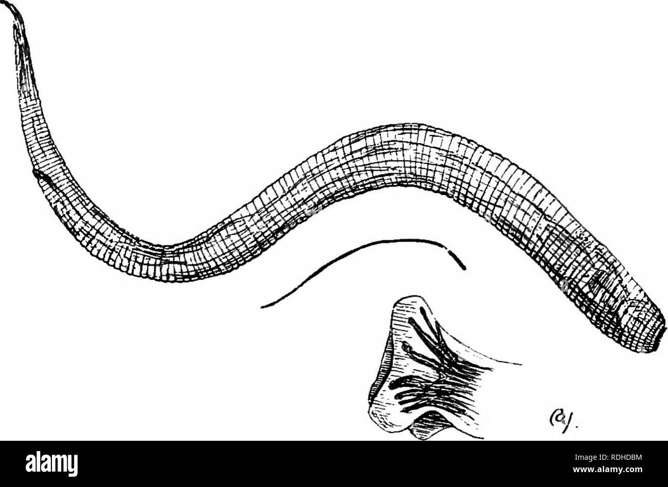 . Un texte-livre de zoologie agricole. Zoologie, économique. ^ STKONGYUD WOKMS OB-palissade. 63 entre dans les grandes artères postérieure, en particulier l'un connu sous le nom de "l'artère mésentérique antérieure", où elle produit un gonflement de la paroi de l'artère (fig. 21). Cette croissance vérifie le calcul cir, et peut conduire à des troubles vasculaires de quelque importance. Alors qu'en cette demeure le ver est immature ; mais juste avant maturité est atteinte le ver s'échappe, makee son chemin à travers la paroi intestinale, de la maturité, et copulates. Les ovules sont menées dans le fumier. Les embryons sont vus à développer en. Fig. 20--A Banque D'Images