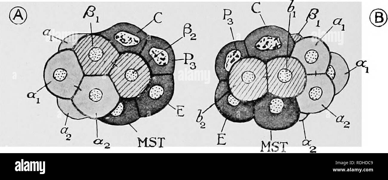 . Text-book de l'embryologie. L'embryologie. INVEETEBRATA 442 CHAP. ligne du milieu entre un^^ ; et un un^ est ci-dessous et à l'avant, tandis qu'un-^ est au-dessus et derrière ; cela a pour effet de forcer les membres à part du fer à cheval formé par la face ventrale de la famille cellulaire et de forcer le termmal la cellule C en arrière et vers le bas (Fig. 344). Une nouvelle pièce en T est ensuite. Fig. 344.-Les 12 cellules o( la segmentation de l'oeuf d'Ascaris inegalomphaXa, vu depuis la gauche et la droite respectivement, afin de montrer le réarrangement de .les filles de la cellule AB. (Après Zur Strassen.) UN^, du côté gauche. B, à partir de Banque D'Images
