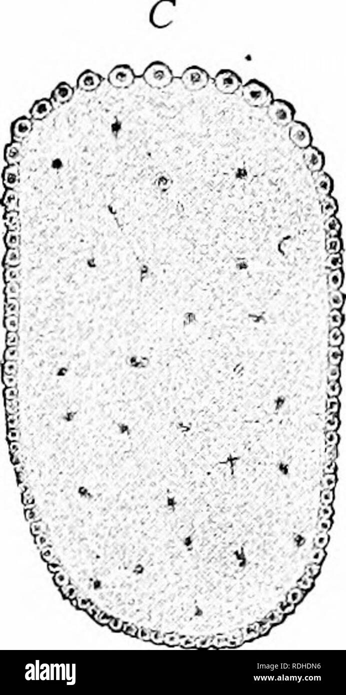 . Un manuel de zoologie. Zoologie. Fig. 106-clivage superficiel d'un oeuf d'insecte, de la jetée est cralirgi Bobretzky (après). A, la division de la scission du noyau ; 5, le mouvement des noyaux à la périphérie pour former le blastoderme ; C, formation du blastoderme. et forme le blastoderme ; d'où le nom de ce stade, blastodermic, vésicules ou blastula. L'œuf plus présent, le plus petit est le clivage cavité ; dans les œufs avec le clivage superficiel il est totalement absente. 4. Formation d'un germe-couches. De la gastrula.-en plus de la blastula il y a une deuxième phase de développement, la gastrula ou les deux couches d'embry Banque D'Images . Un manuel de zoologie. Zoologie. Fig. 106-clivage superficiel d'un oeuf d'insecte, de la jetée est cralirgi Bobretzky (après). A, la division de la scission du noyau ; 5, le mouvement des noyaux à la périphérie pour former le blastoderme ; C, formation du blastoderme. et forme le blastoderme ; d'où le nom de ce stade, blastodermic, vésicules ou blastula. L'œuf plus présent, le plus petit est le clivage cavité ; dans les œufs avec le clivage superficiel il est totalement absente. 4. Formation d'un germe-couches. De la gastrula.-en plus de la blastula il y a une deuxième phase de développement, la gastrula ou les deux couches d'embry Banque D'Images