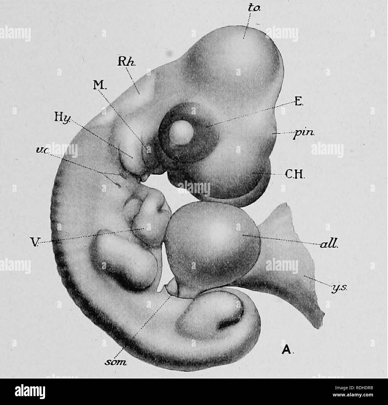 . Text-book de l'embryologie. L'embryologie. Pintade-FOUETH ruesonephros et cinquième jours 549 tubules secondaires font leur apparition tandis que dans la région antérieure un processus de dégénérescence se manifeste. La deuxième moitié de la journée l'uretère commence à germer de la Wolff et sur la fin de la journée les rudiments de Miil- lerian conduits et des unités métanéphrogène peut devenir reconnaissable. Au coeur du septum auriculaire devient terminée vers la fin du quatrième jour et les coussins endothéliales commencent à se développer.. Fig. 240.-Chick extrait de l'œuf à peu près au milieu de la f Banque D'Images