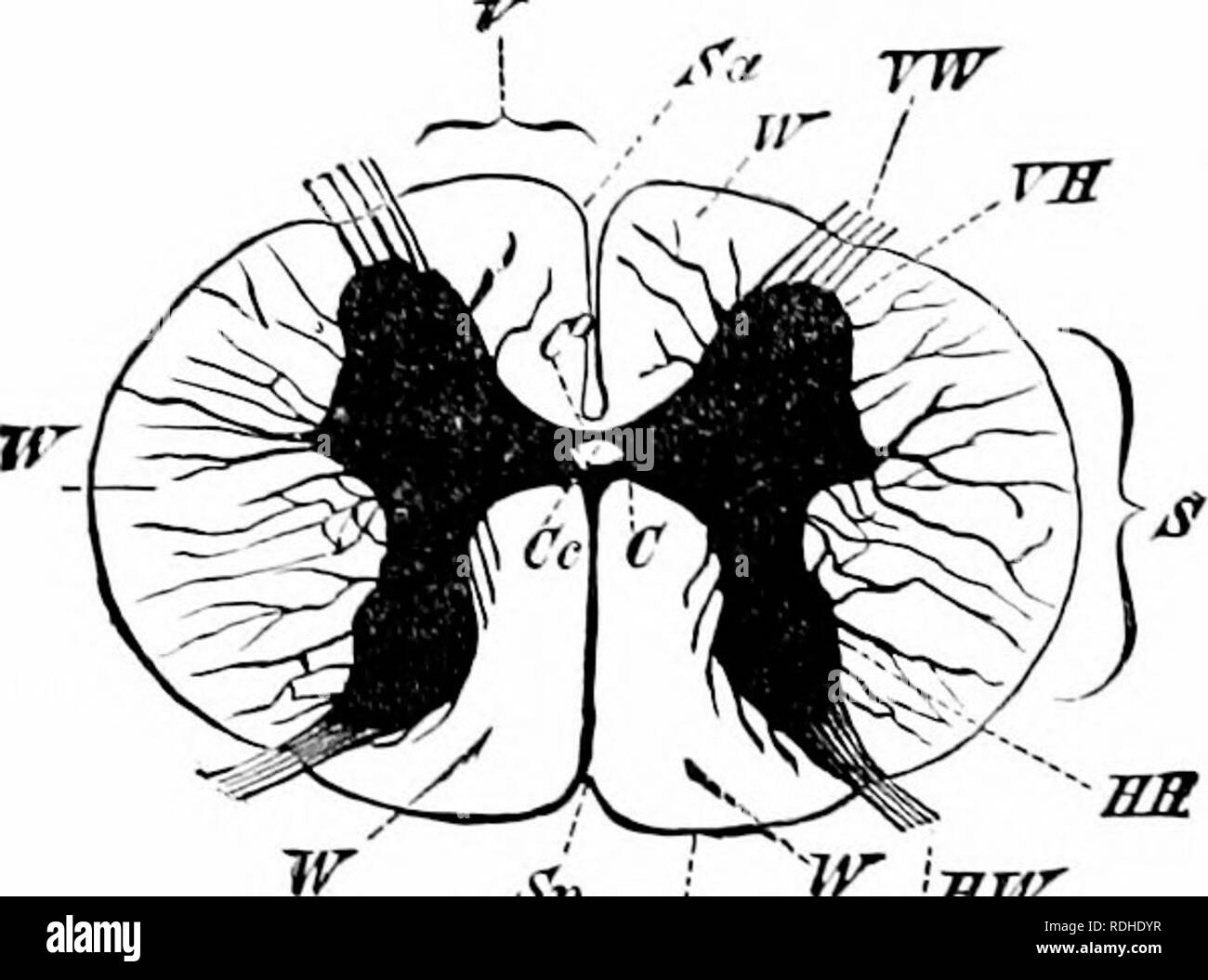 . Un manuel de zoologie. Zoologie. Général ERIXCIPLES 114 de la zoologie. Le système tubulaire est fouiul chordatcs Ihe uniquement dans (lig. 79). Le cerveau des vertébrés et la moelle épinière forment une tuljc avec murs épaissis grandement. Au centre se trouve le canal central extrêmement étroit, qui antérieurement dans l'wiiiens ventricules du cerveau. Dans une section transversale des éléments nerveux vu arountl sont regroupés le canal central d'une manière presque l'inverse de celui de la type ganglionnaire. ^ sur périphérie se trouve une couche de nerf-tibres (le icliilc mailer) ; next est une partie centrale formée de cclls-ganglionnaires et se Banque D'Images