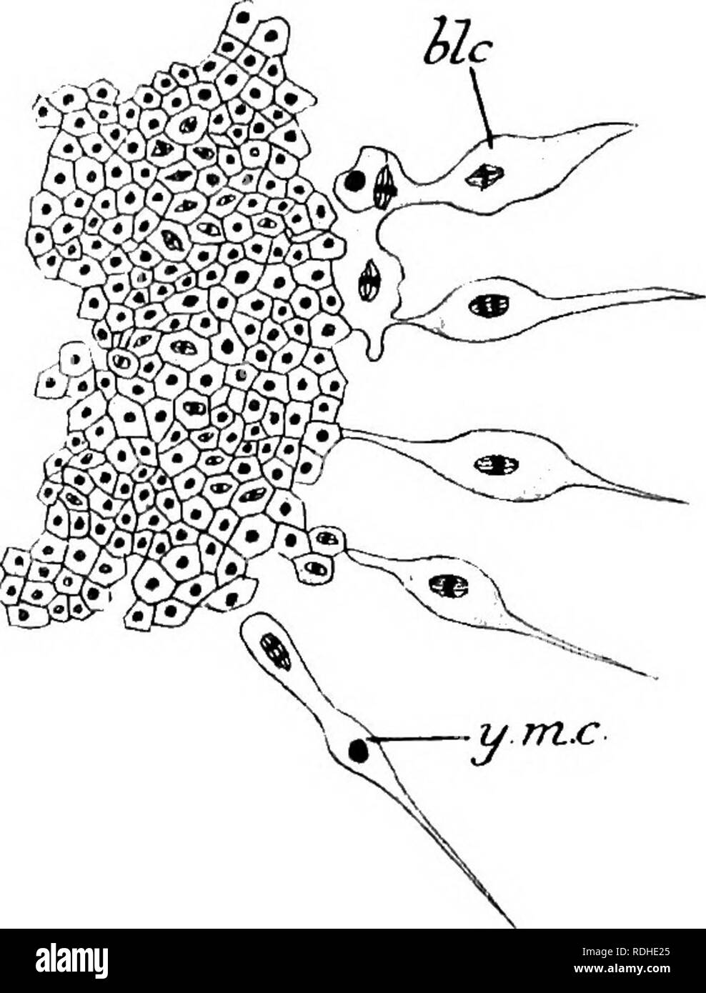. Text-book de l'embryologie. L'embryologie. 356 CHAP. INVERTEBEATA. périphérique blastomères du blastoderme, perpendiculairement à la surface. Ces divisions auront lieu le long de ce qui par la suite sont considérés comme la partie postérieure et les bords latéraux du blastoderme. De cette façon un anneau incomplet de ce qu'on appelle les "cellules de la couche inférieure" est formé, dont les observateurs ont appelé le mésoderme ancien mais qui peut nous mesendoderm à long terme. Lankester (1875) soutient qu'il existe une " ligne primitive " dans la segmentation des oeufs- Cephalo poda, par laquelle il signifie une re- Limite de la surface sur laquelle Banque D'Images