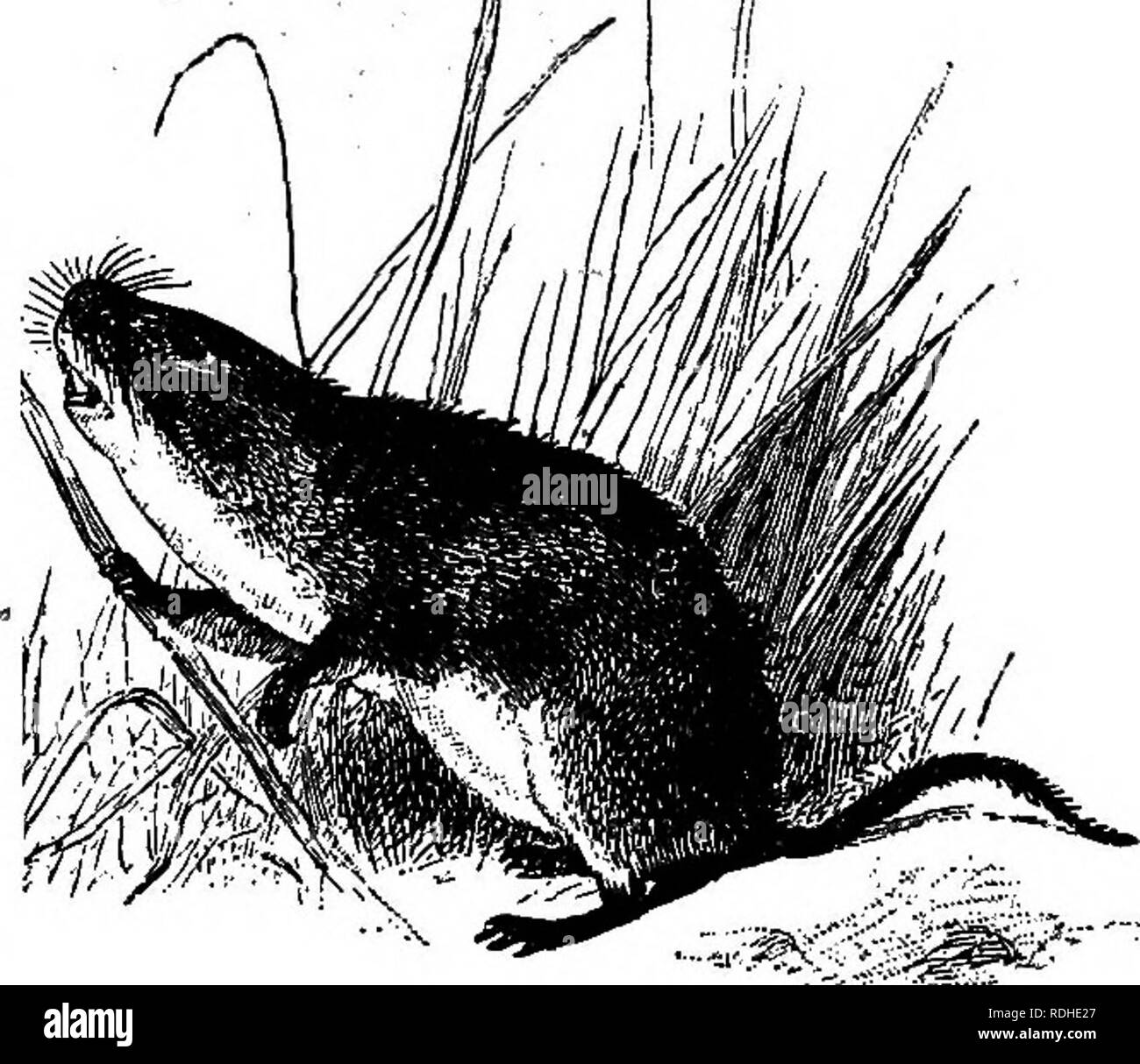 . Les animaux du monde. Brehm's de la vie des animaux ;. Les mammifères. Red-Backed Meadow Mouse. (Bvotomys gafiperi.) d'un caractère de légumes, comme il en existe sur .principalement- sectes et les vers et à l'état sauvage peut occasion- ally attraper un petit oiseau. Lorsque dans un état de captivité elle est partielle à un régime alimentaire de l'animal. Il mange aussi du maïs, graines et racines bulbeuses et l'écorce des jeunes arbres, surtout en hiver. Lorsque l'espèce est nombreux dans une forêt, il peut causer des dommages incalculables en rongeant l'écorce des jeunes pousses et il arrive que le com- plètement détruit un très grand nombre d'arbres nouvellement plantés. Il est rare qu'elle erre f Banque D'Images
