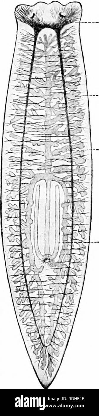 . Un manuel de zoologie. Zoologie. Général ERIXCIPLES 100 de zoologie /. Comme chez les arthropodes, llicse «cailics lilooil bodv' contiennent de l'arc et dans la réalité, mais ex- pansions de tlic svstcni vasculaire. De telles cavités le IiiCiiiolwIc à long terme a été gixen. Coeur, artères, veines, capillaires.^-plus complet Méthode de distribution de nourriture est accompli par le/oihl vcsnis-h, qui, par conséquent, appartiennent généralement à les animaux supérieurs, et de la fonction, si une cavité corporelle soit présent ou non. Vaisseaux sanguins sont des tubes contenant du sang mourir, qui transporte l'oxygène reçus dans le cadre de l'organes respiratoires, ainsi Banque D'Images