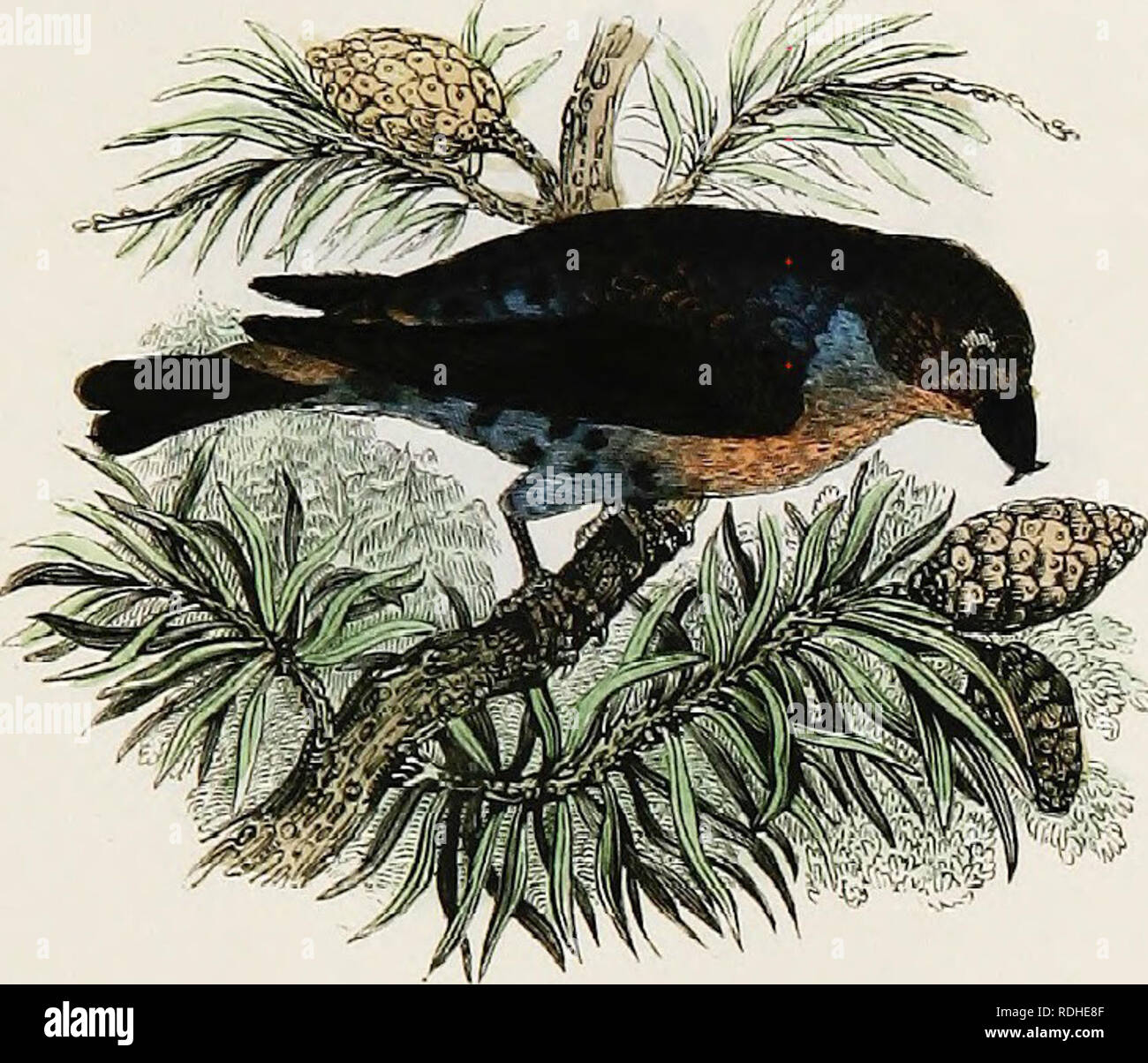 . L'histoire naturelle de Selborne : avec des observations sur diverses parties de la nature ; et le calendrier du naturaliste . L'histoire naturelle. L'. Cki>ssbili". Veuillez noter que ces images sont extraites de la page numérisée des images qui peuvent avoir été retouchées numériquement pour plus de lisibilité - coloration et l'aspect de ces illustrations ne peut pas parfaitement ressembler à l'œuvre originale.. Blanc, Gilbert, 1720-1793 ; Jardine, William, Sir, 1800-1874 ; Jesse, Edward, 1780-1868. Londres : H. G. Bohn Banque D'Images