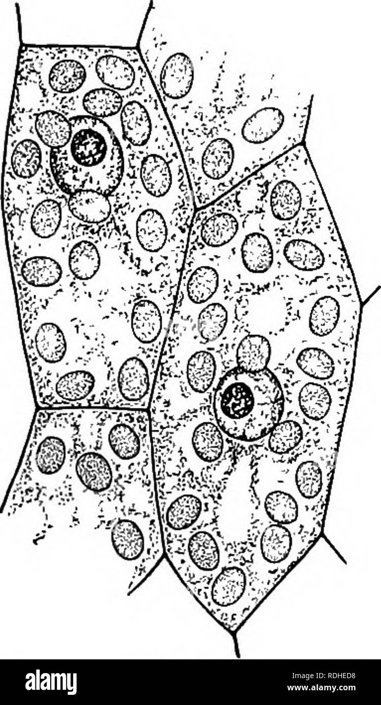 . La vie des plantes et usages des plantes ; un manuel élémentaire, une fondation canadienne pour l'étude de l'agriculture, de l'économie domestique ou d'un collège de la botanique. La botanique. Mousses 40 feuilles vertes et les tiges délicates. Une feuille de mousse a la structure très simple, beaucoup plus simple que d'un foie- millepertuis thalle. Les feuilles de nombreuses mousses ne sont qu'une cellule d'épaisseur ; ils sont tellement délicats que la lumière brille à travers eux. (Voir Figure 200.) En dépit de leurs feuilles délicates, les mousses sont capables de vivre dans des lieux secs. Des touffes de mousse tenir de l'eau encore mieux qu'une éponge. Même si la mousse ne deviennent secs, ils sont habituellement en mesure de récupérer lor Banque D'Images